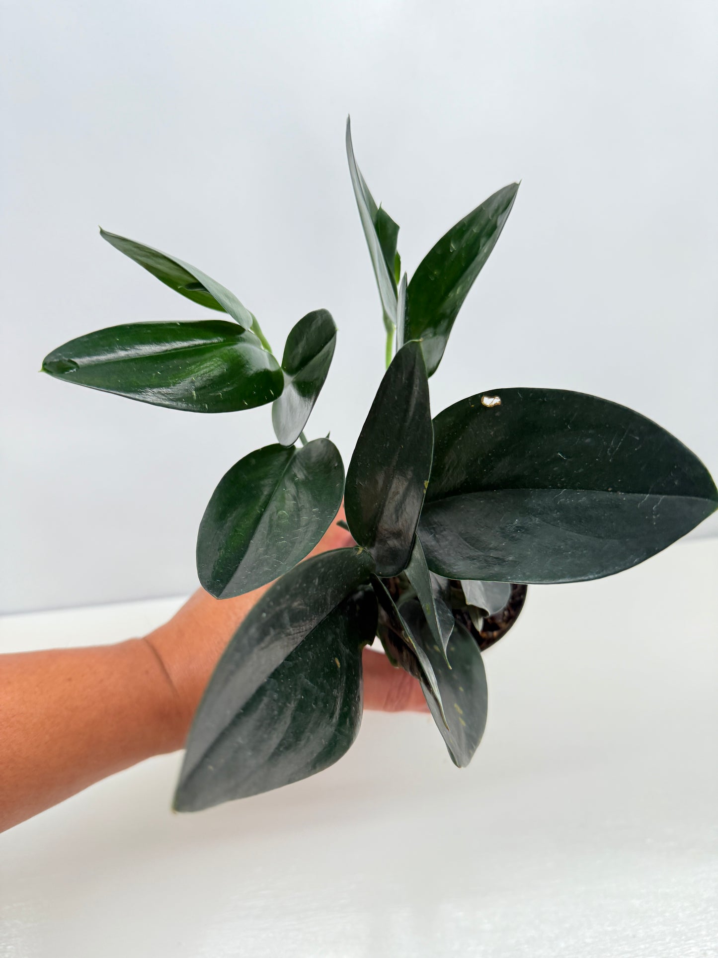 Scindapsus Treubii Dark Form - Best Pick of the Crop!