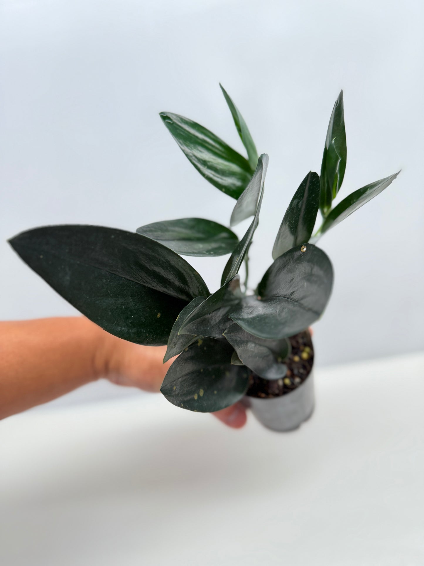 Scindapsus Treubii Dark Form - Best Pick of the Crop!