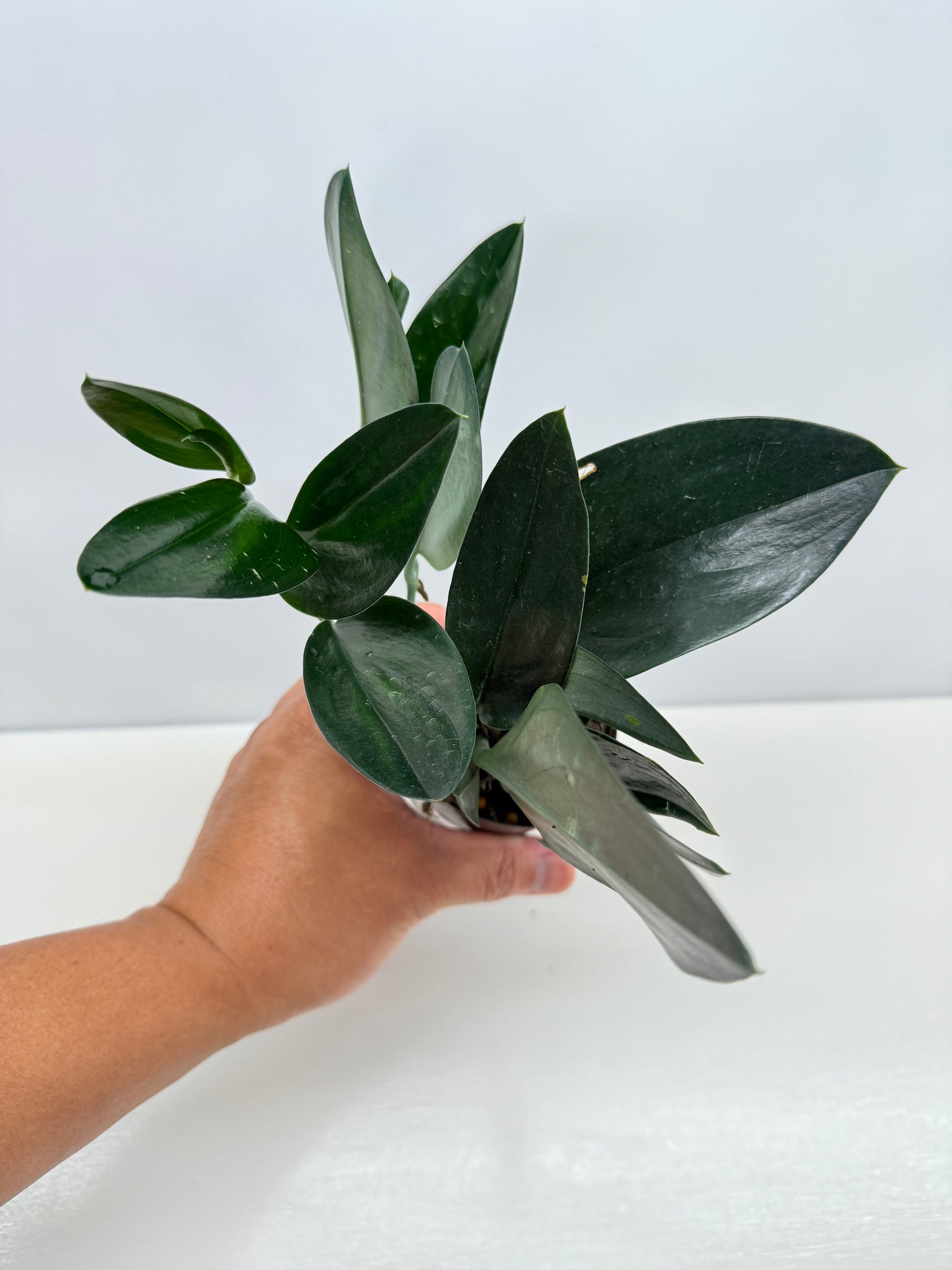Scindapsus Treubii Dark Form - Best Pick of the Crop!