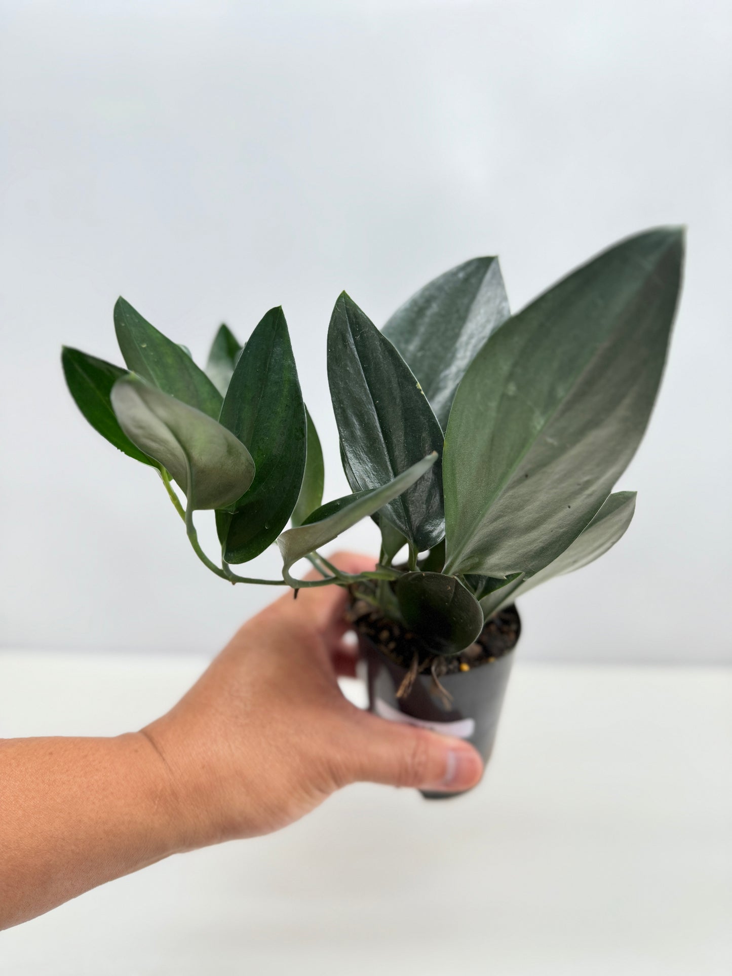 Scindapsus Treubii Dark Form - Best Pick of the Crop!