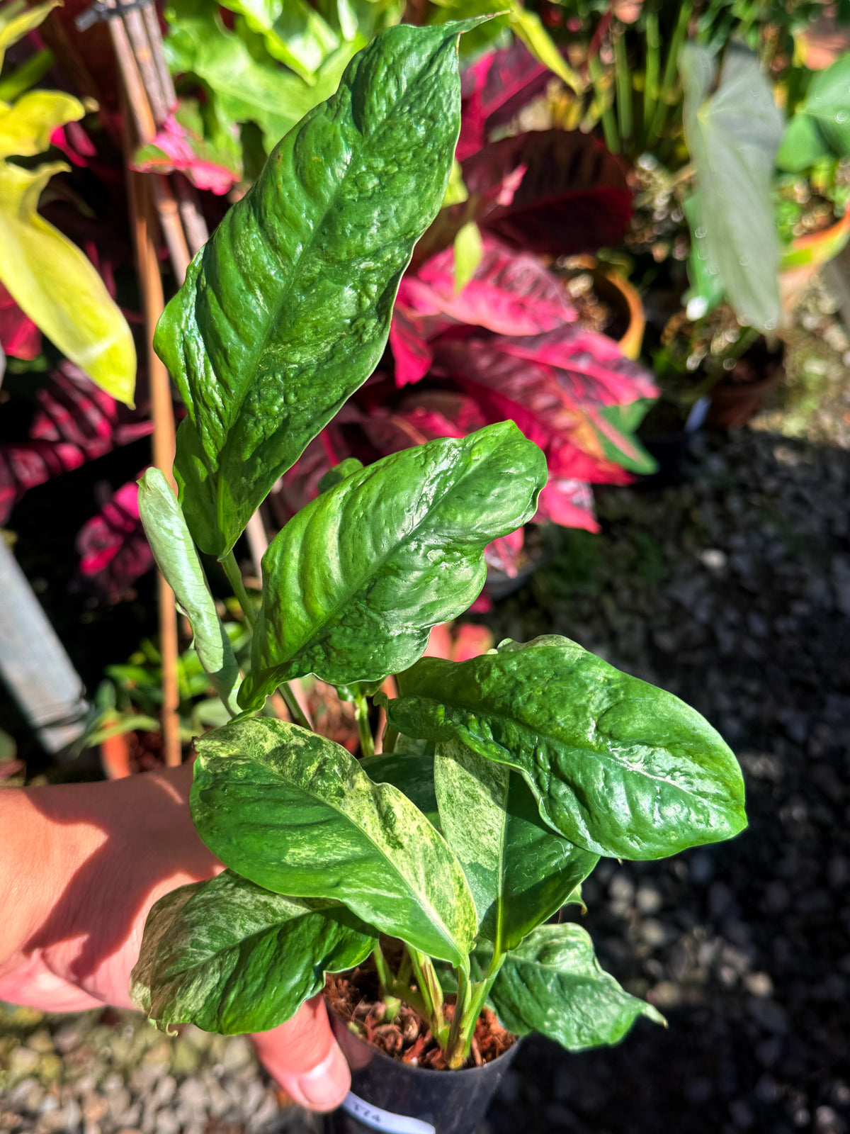Rhaphidophora 'Puberula Variegata' T74