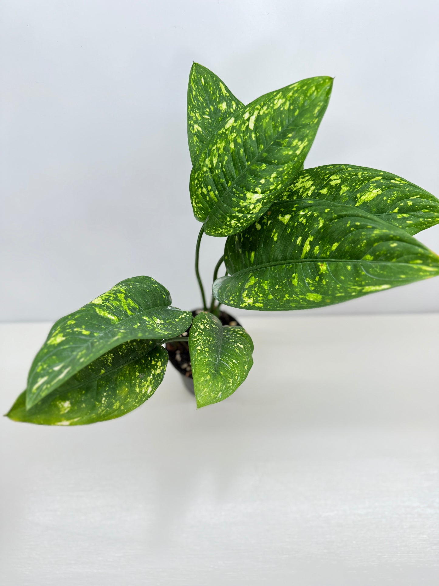 Aglaonema Golden Sand F32