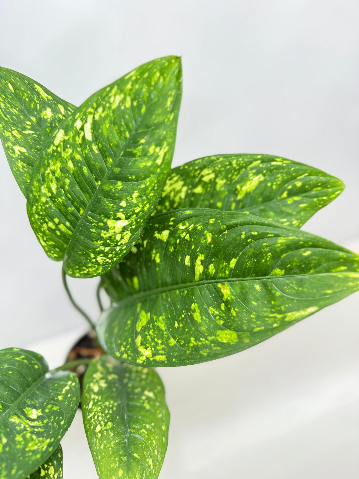 Aglaonema Golden Sand F32