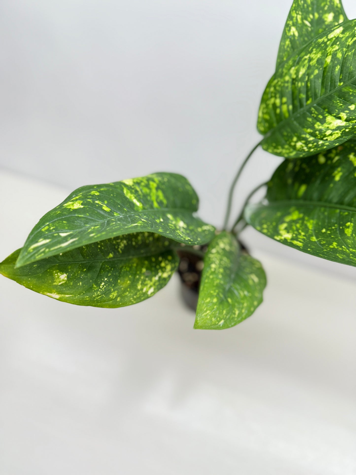 Aglaonema Golden Sand F32