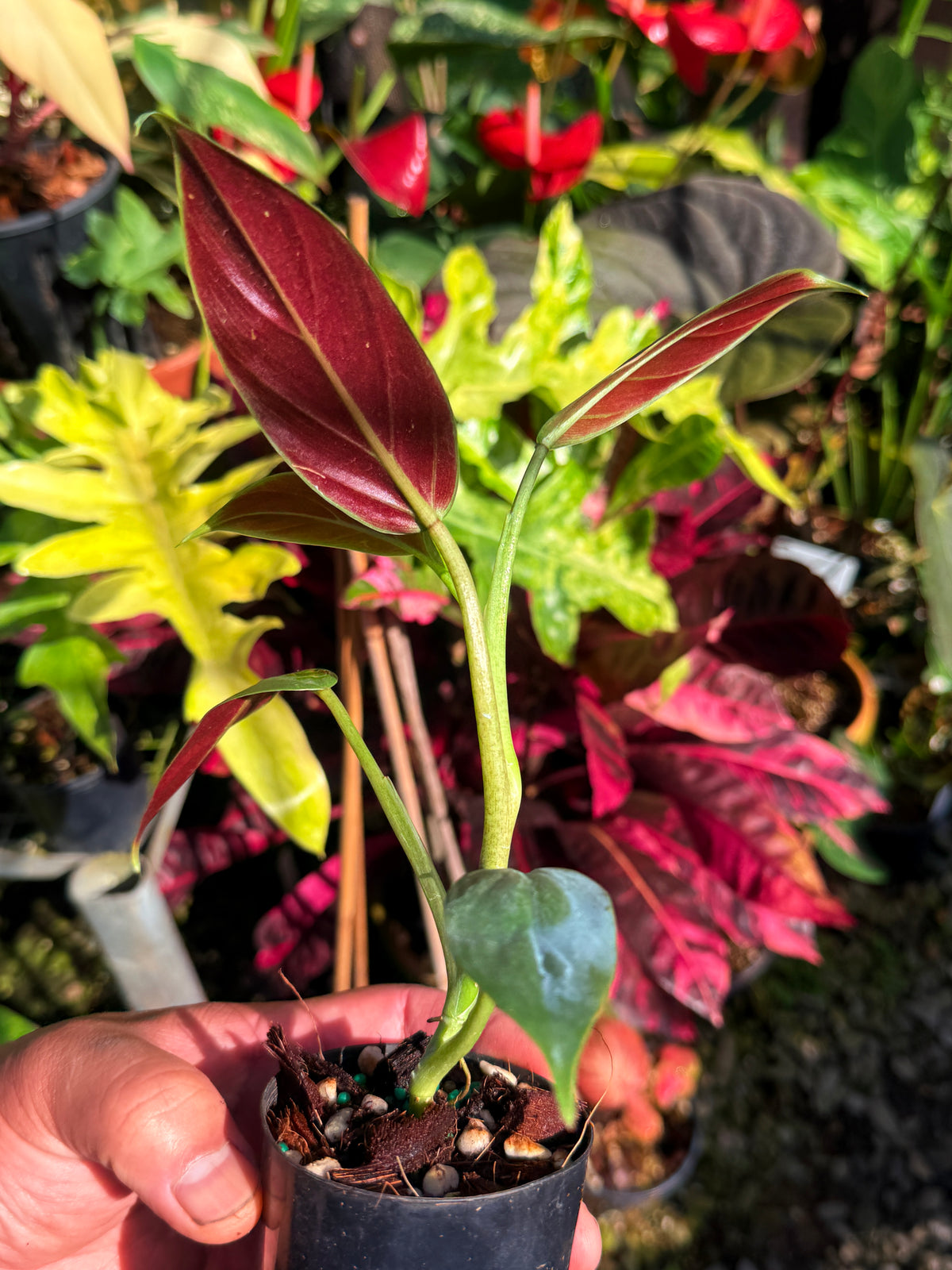 Philodendron 'Subhastum Variegated' T77