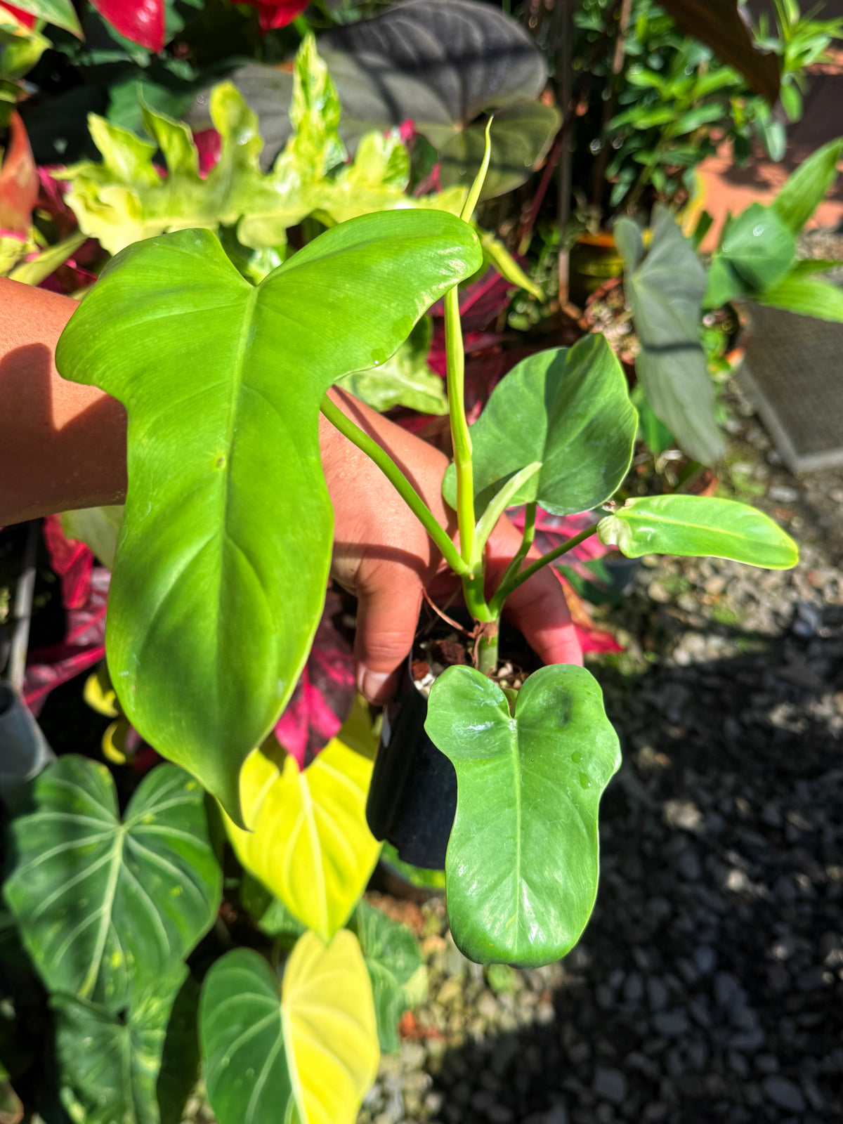 Philodendron bipennifolium 'Neon' T70