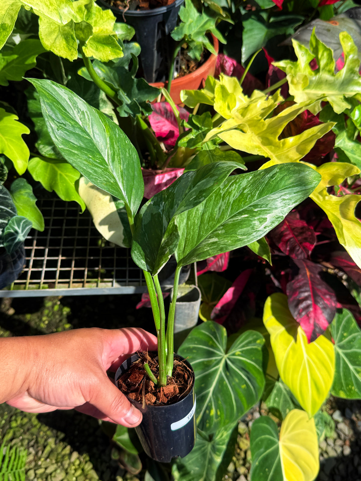 Monstera lechleriana Variegated T82