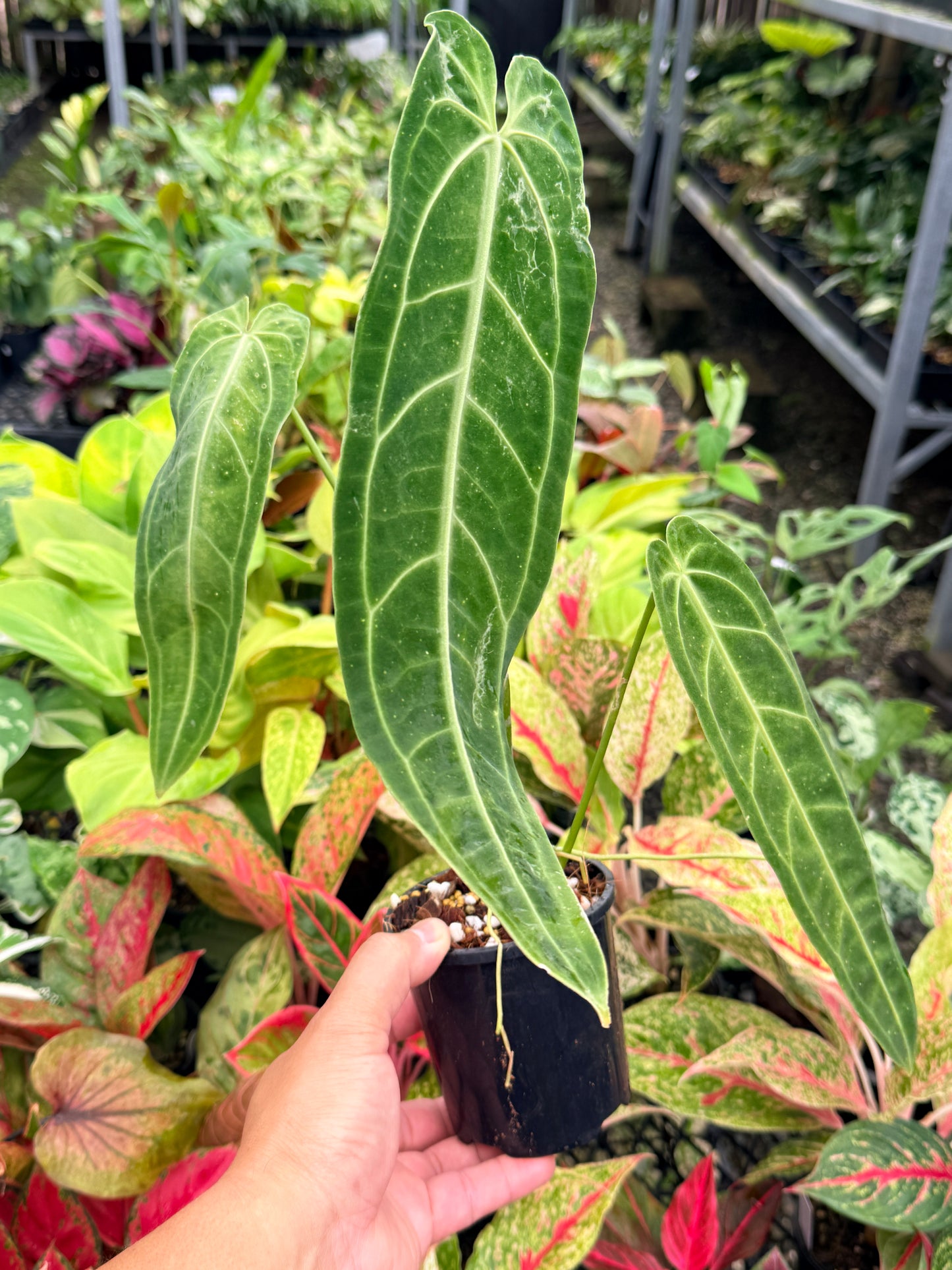 Anthurium Warocqueanum 'Anthurium Queen' N17