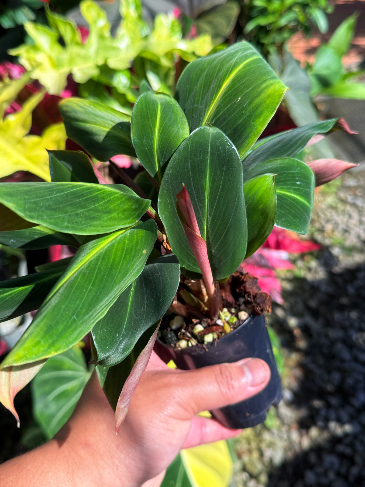 Boesenbergia aurantiaca 'Ornamental Ginger Orange Flowers' T83