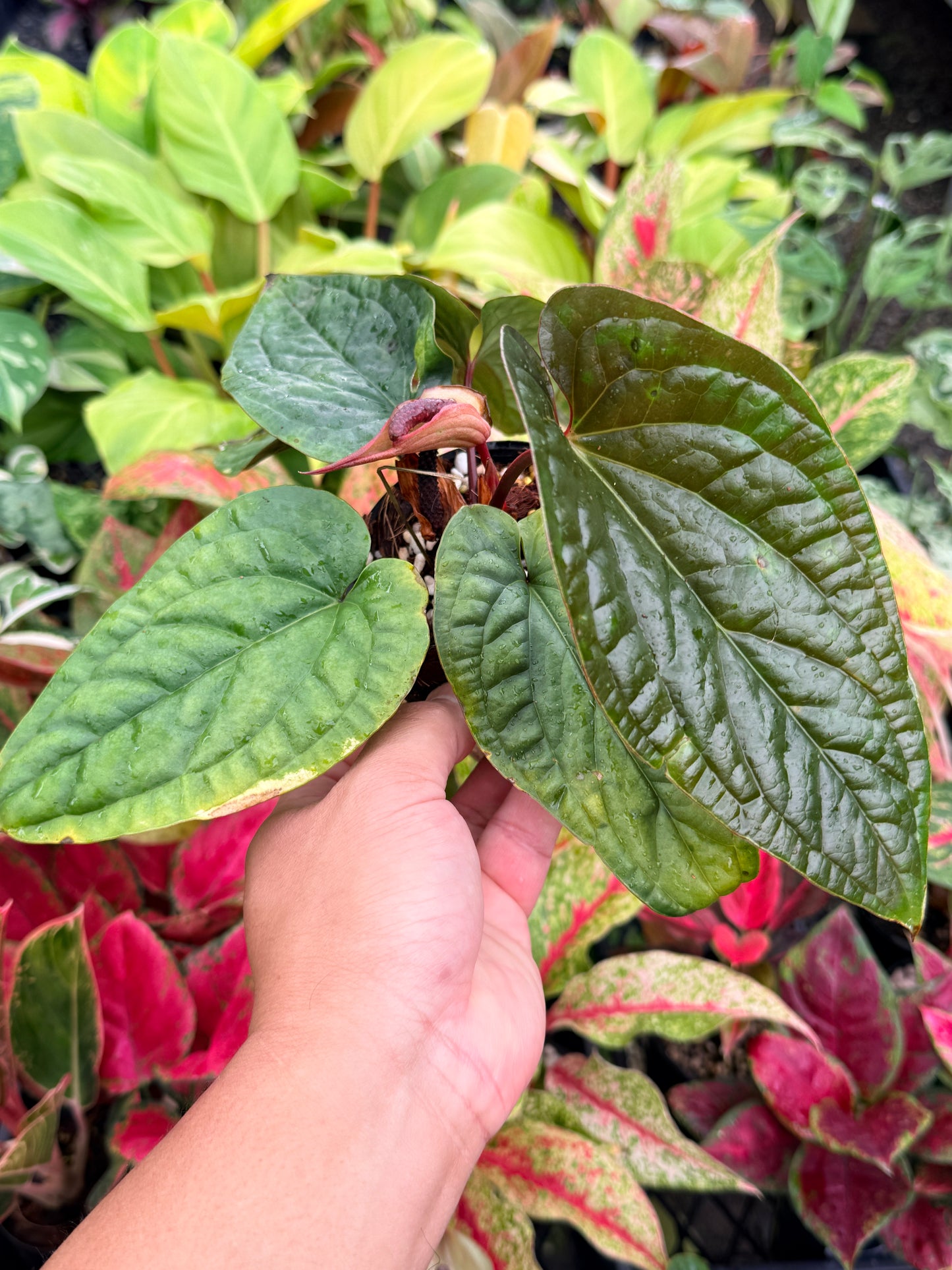 Anthurium luxurians × radicans N36