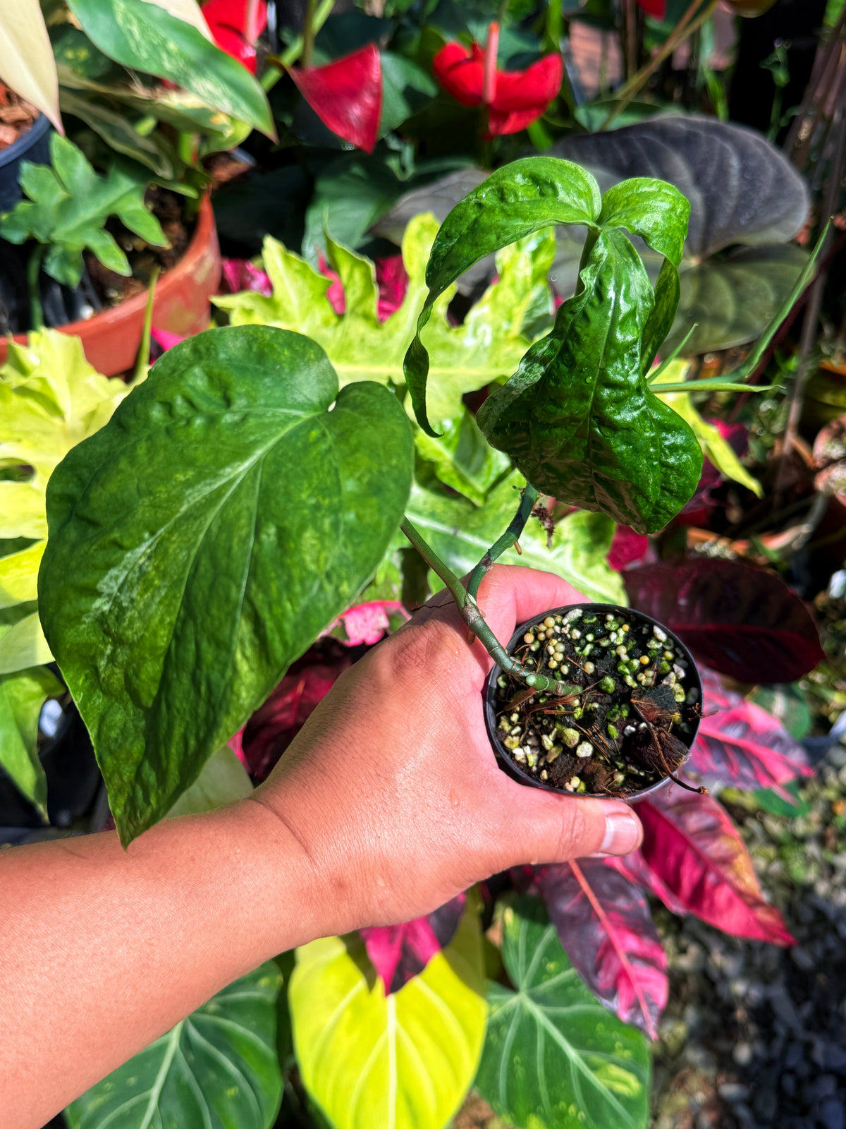 Amydrium "Medium Variegata' Q13