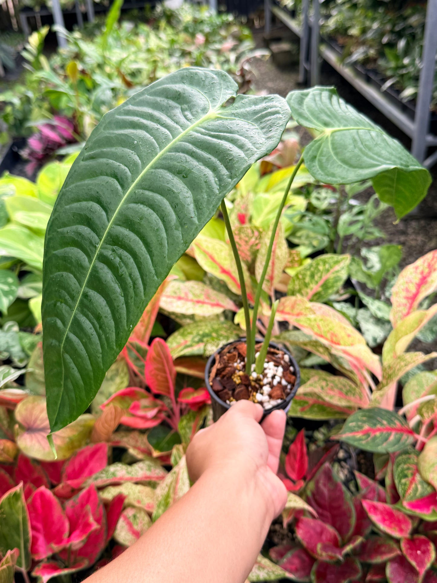 Anthurium 'Veitchii' N27
