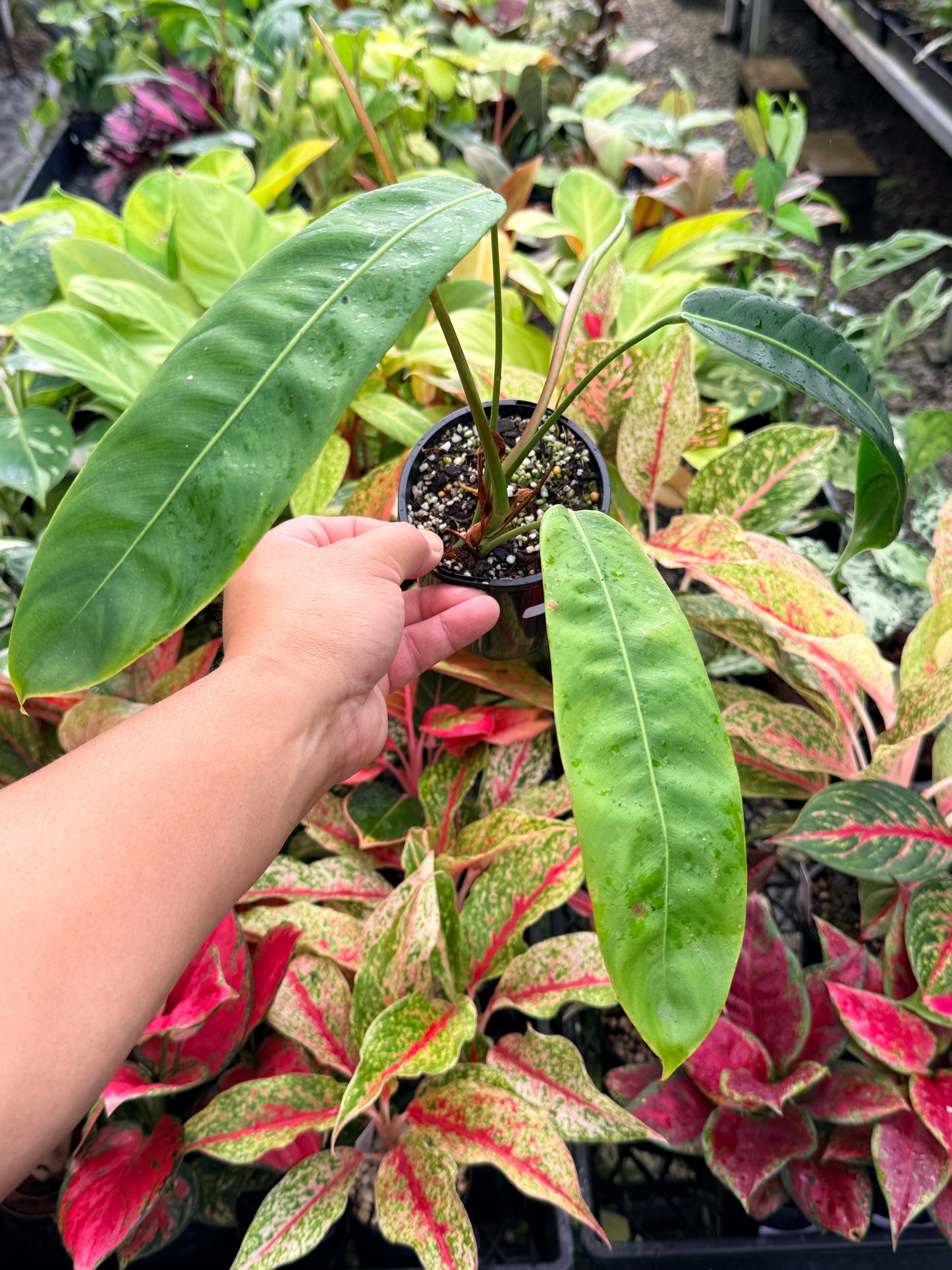 Philodendron Patriciae N18