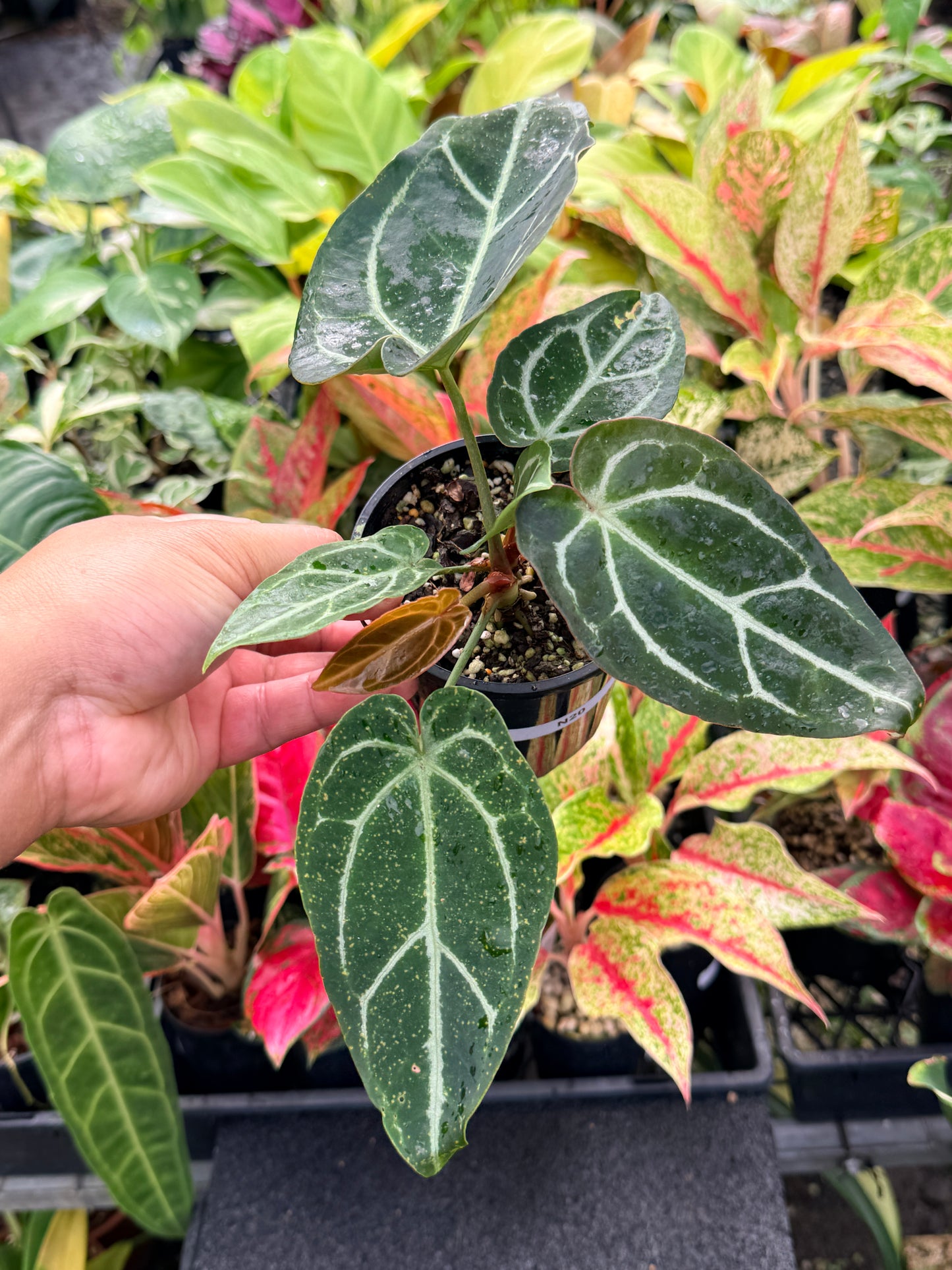 Anthurium Hybrid N20