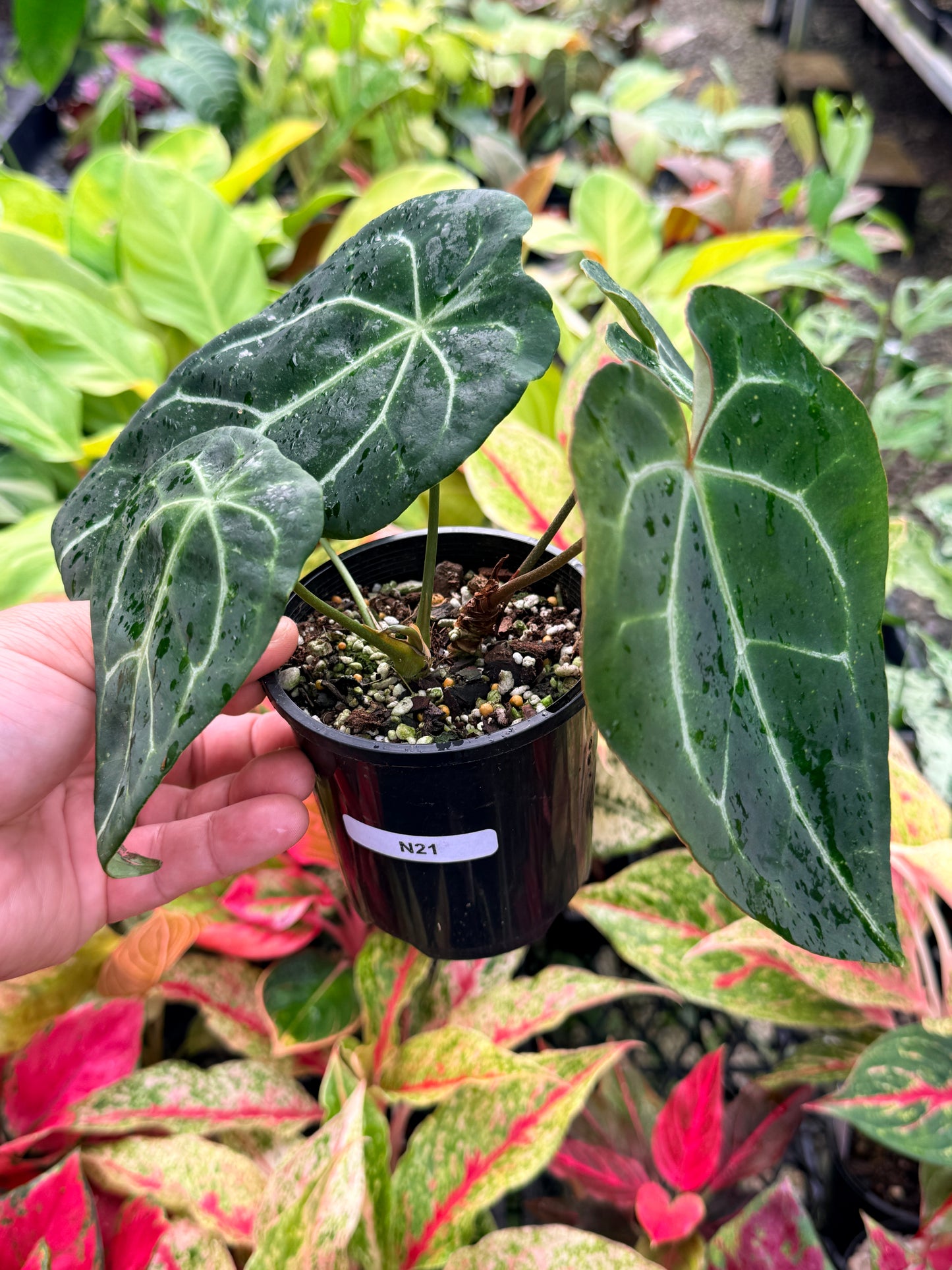 Anthurium Forgetii Hybird N21