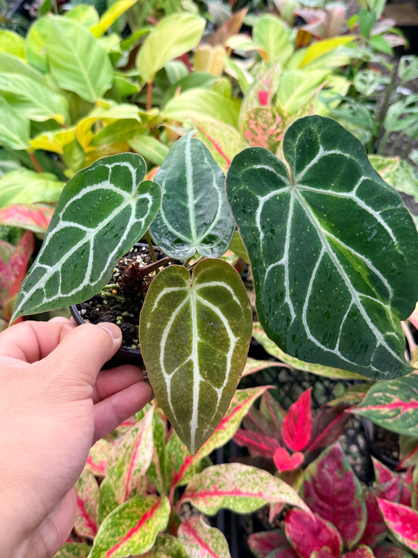 Anthurium Hybrid N22