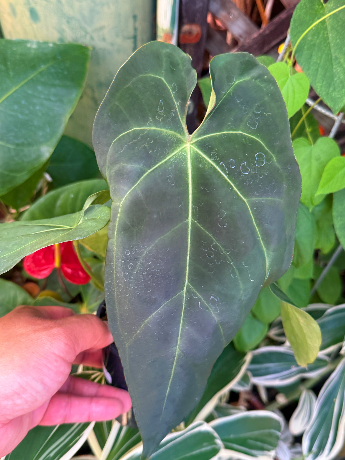 Anthurium Hybrid T84