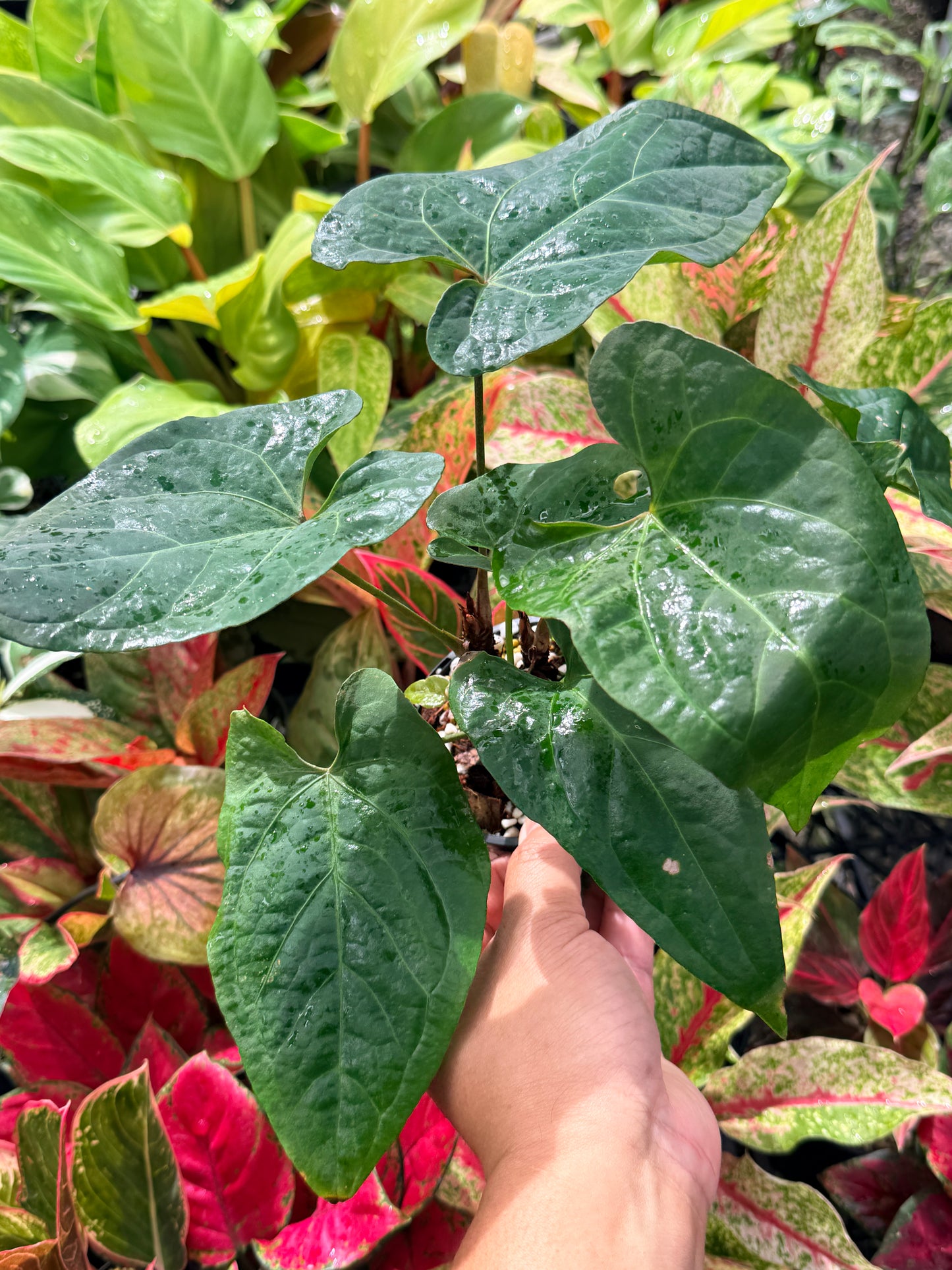 Anthurium Hybrid N23