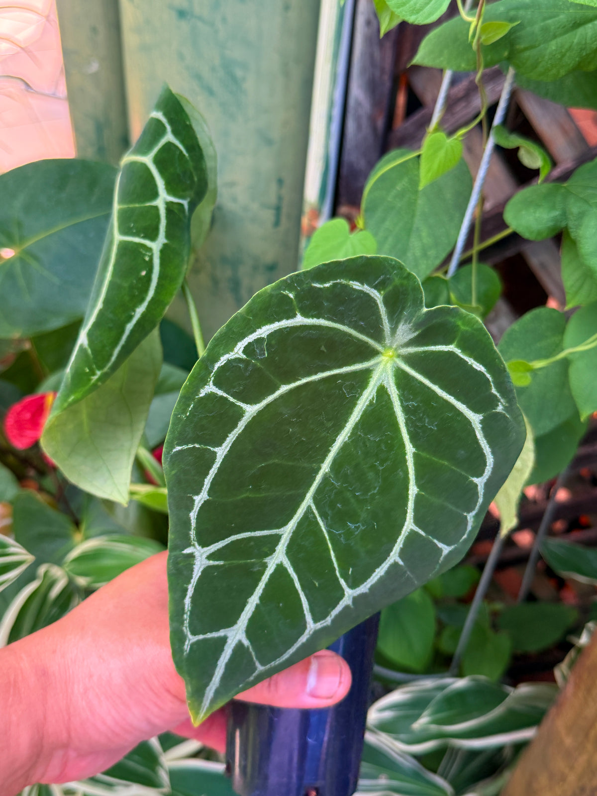 Anthurium Hybrid Q84