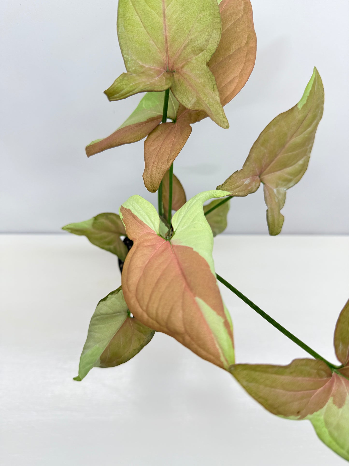 Syngonium 'Strawberry Milk' - Rarely Offered B52