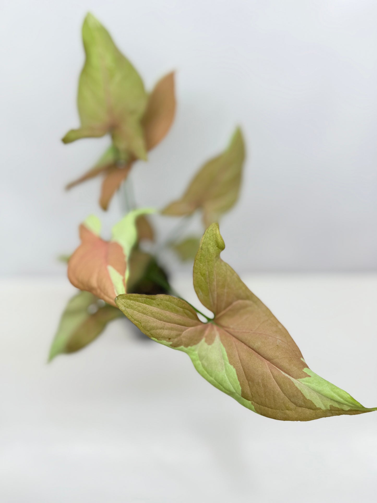 Syngonium 'Strawberry Milk' - Rarely Offered B52