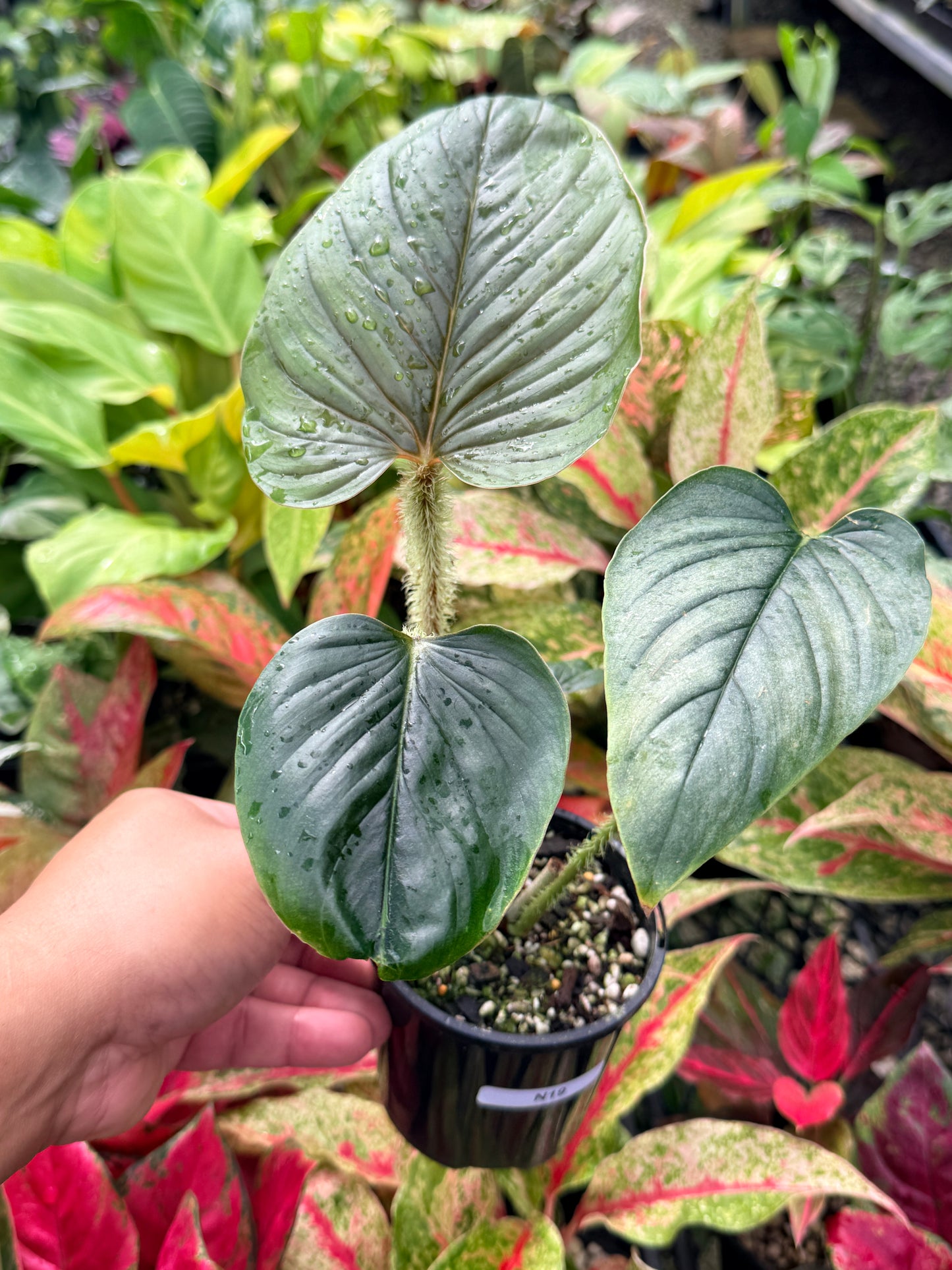 Philodendron Serpens N19