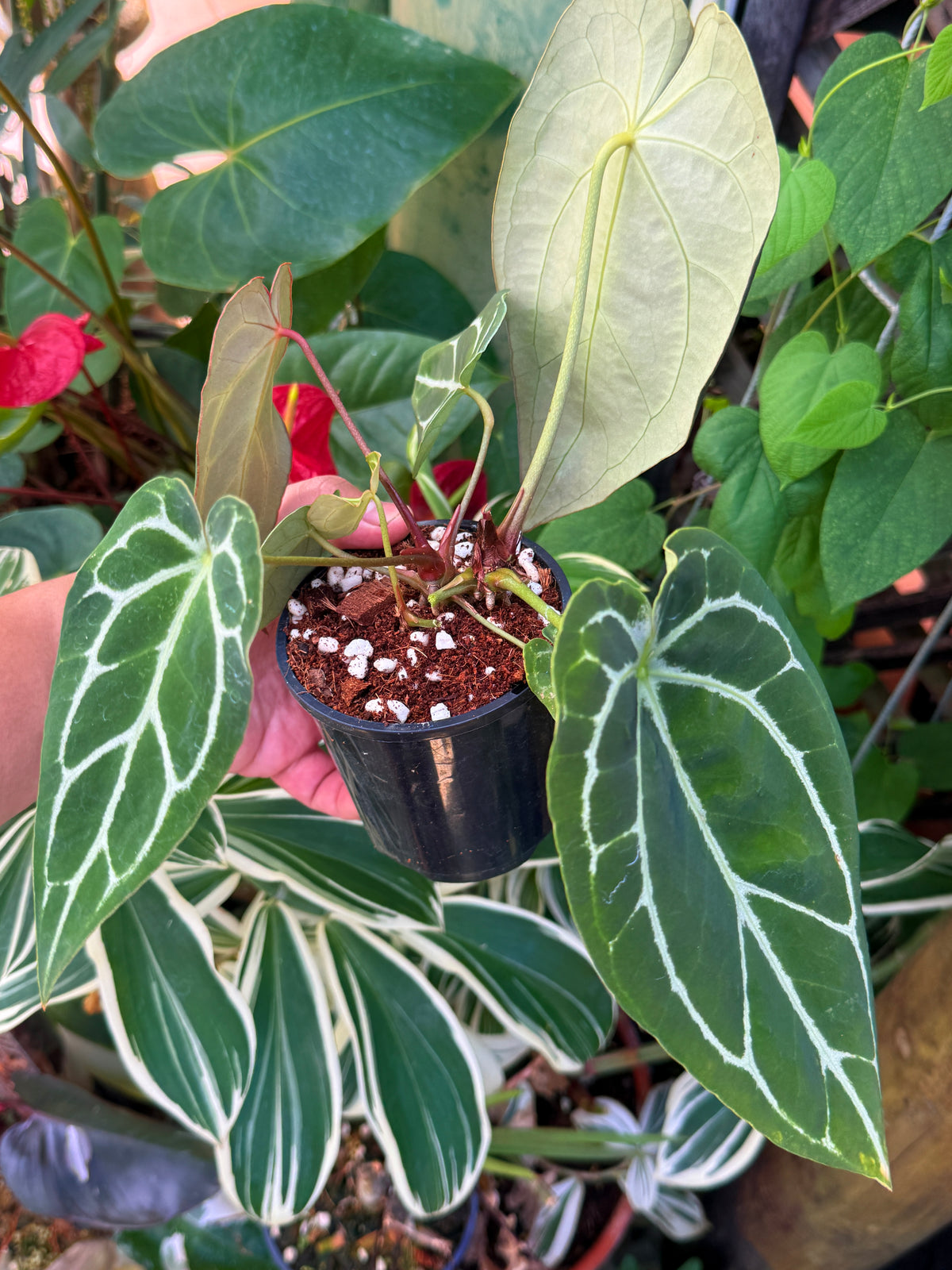 Anthurium Hybrid N20