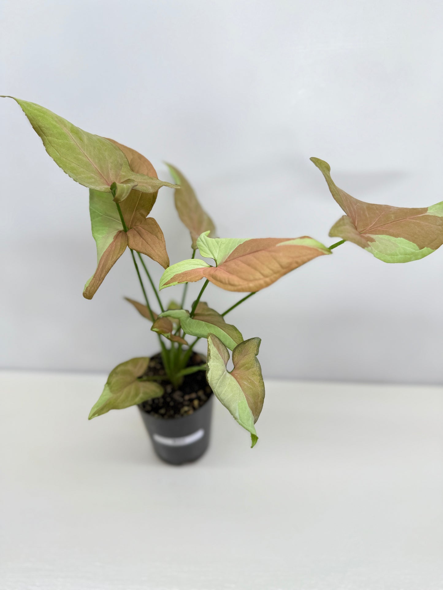 Syngonium 'Strawberry Milk' - Rarely Offered B52