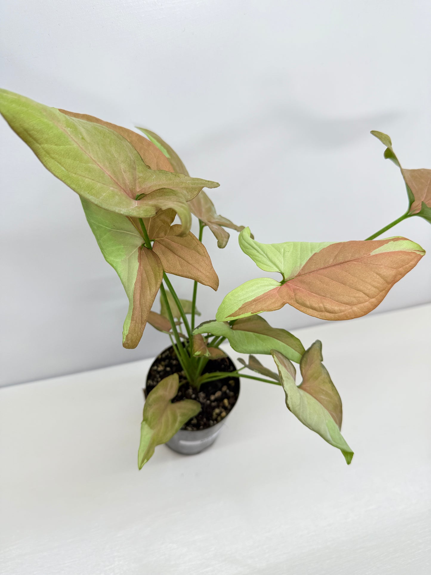 Syngonium 'Strawberry Milk' - Rarely Offered B52