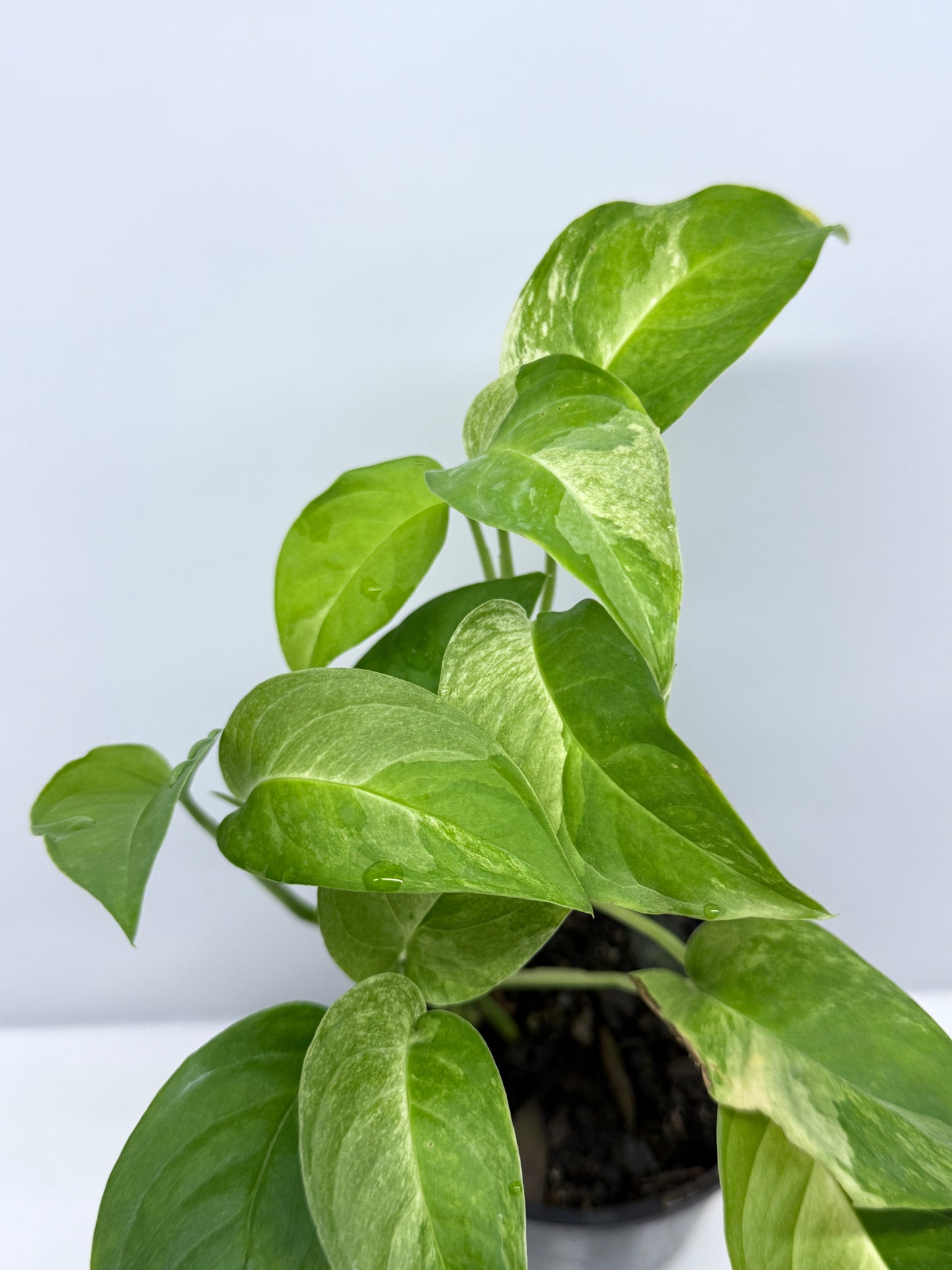 Monstera Laniata Smokey Variegated - Best Pick of the Crop!