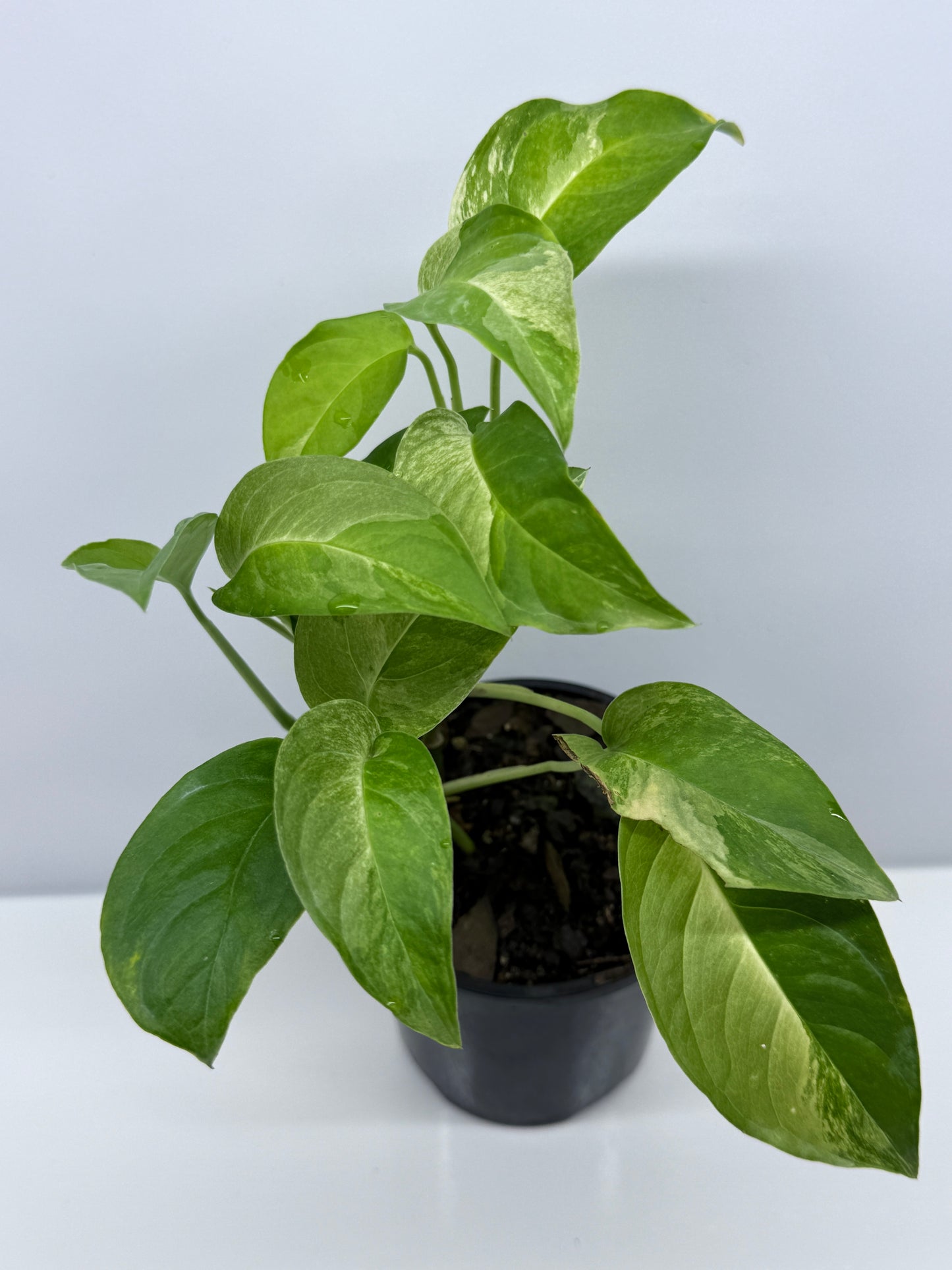 Monstera Laniata Smokey Variegated - Best Pick of the Crop!