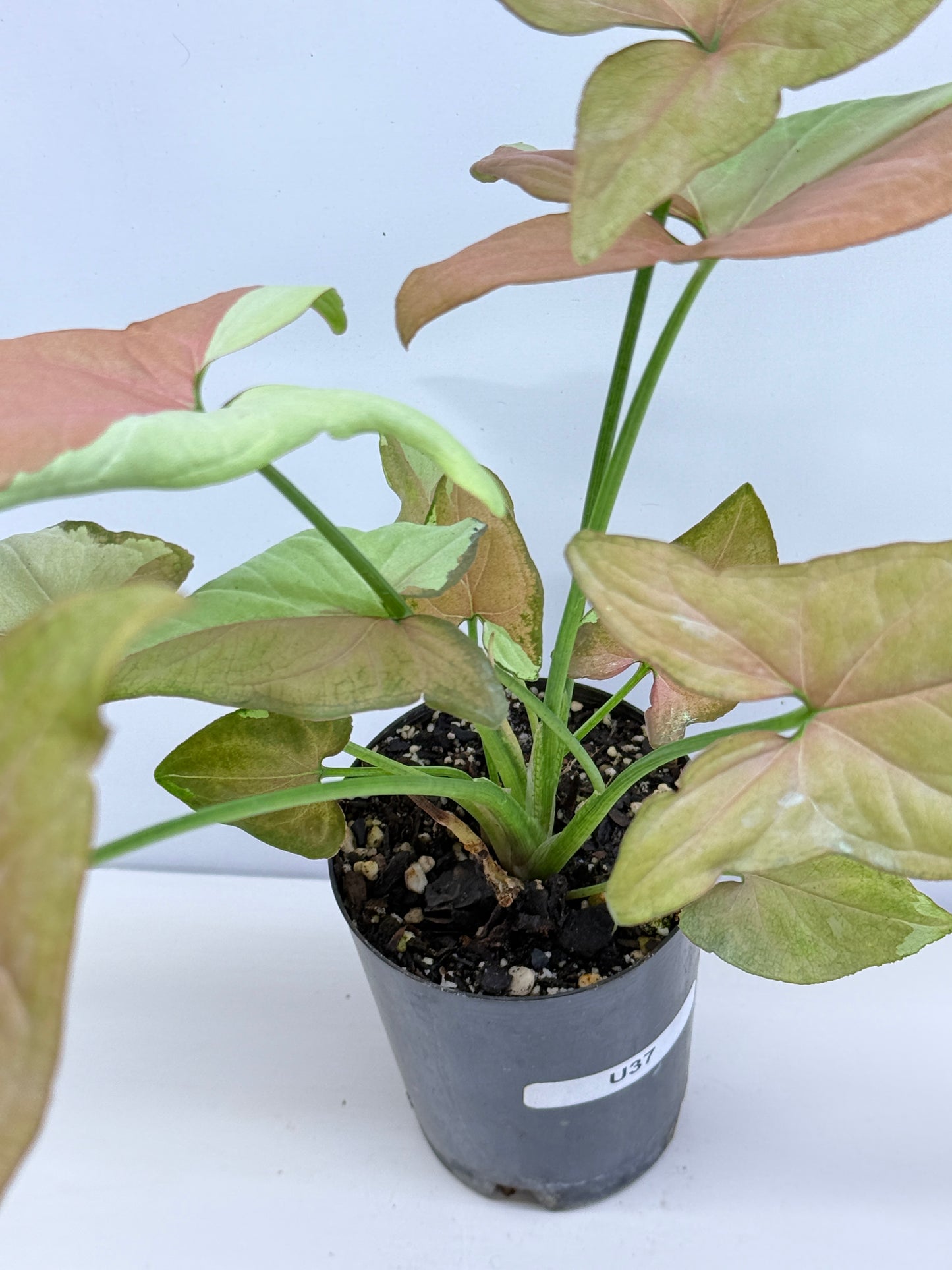 Syngonium 'Strawberry Milk' - Rarely Offered B52