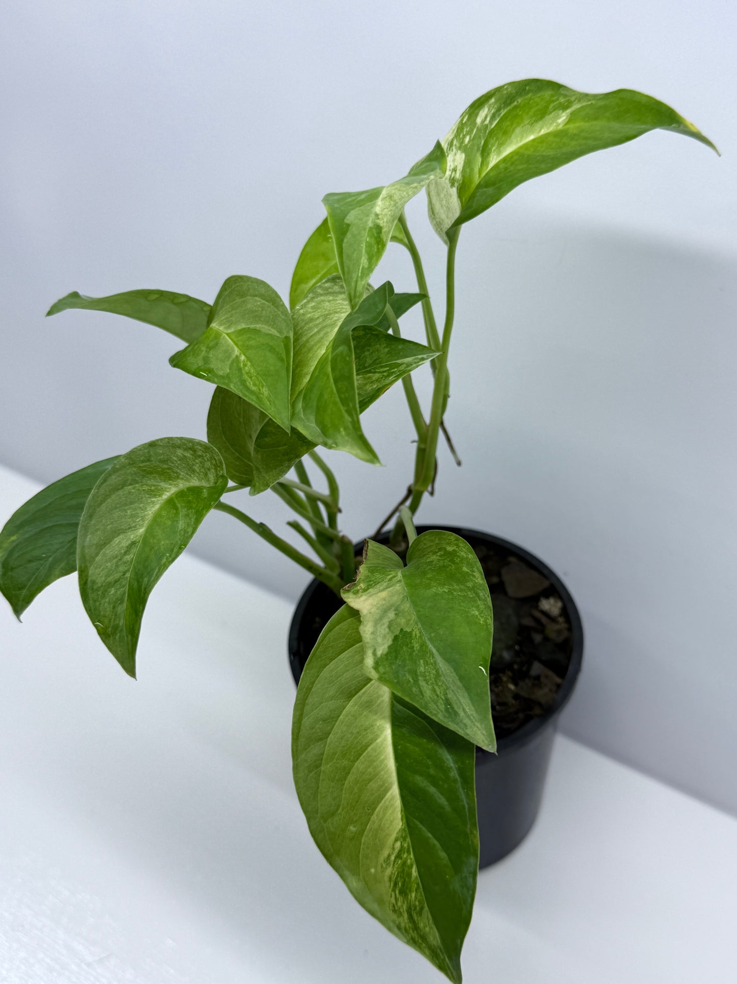 Monstera Laniata Smokey Variegated - Best Pick of the Crop!