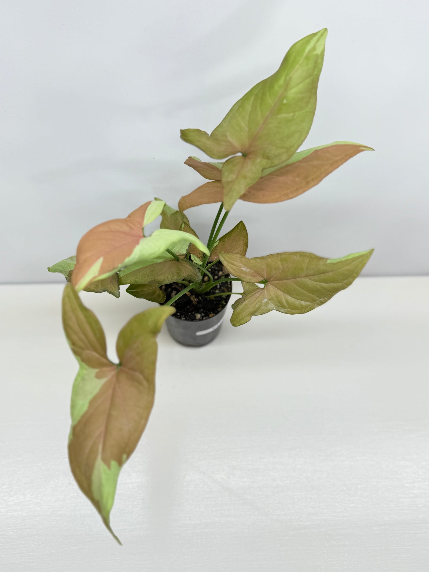 Syngonium 'Strawberry Milk' - Rarely Offered B52