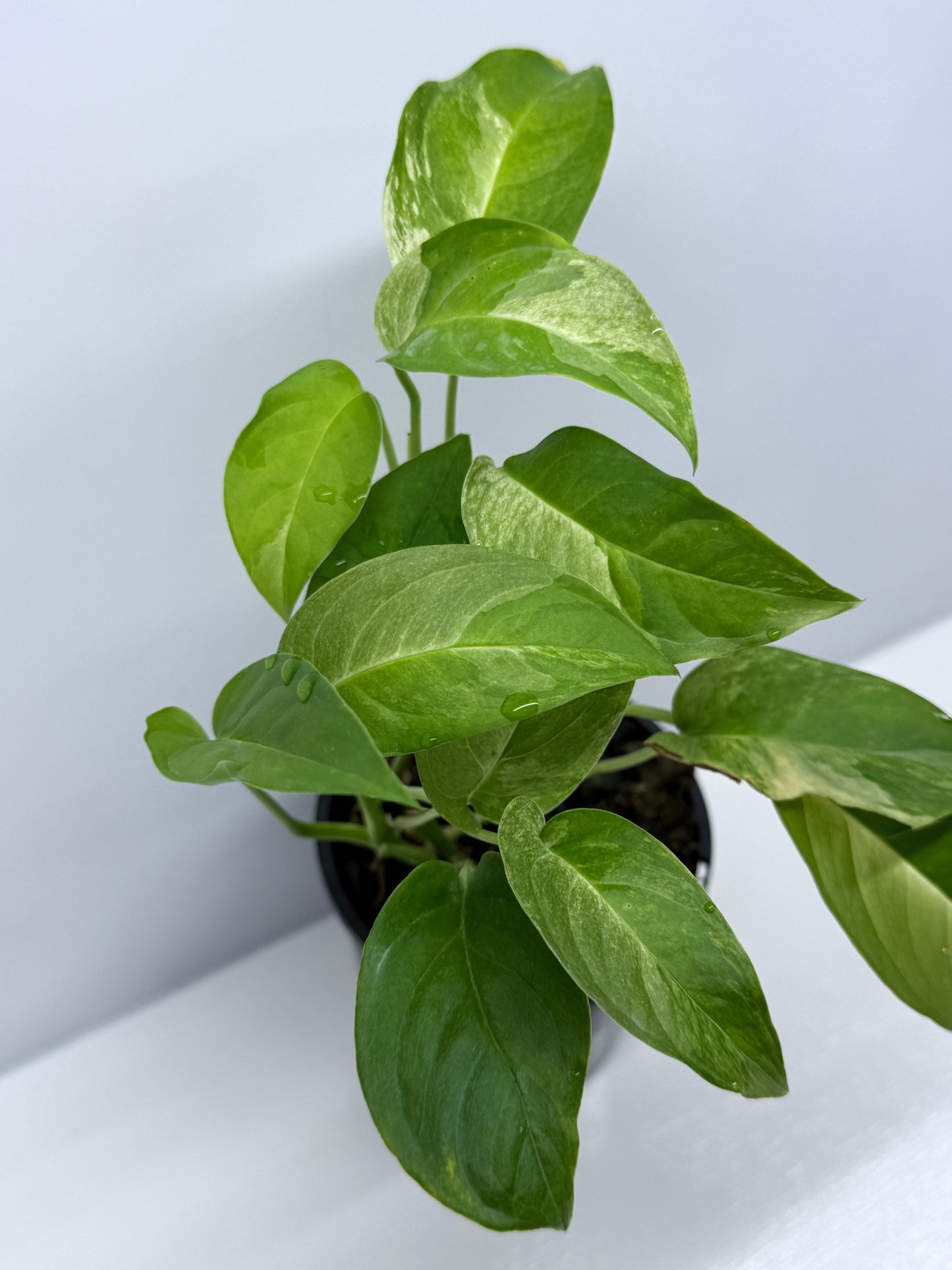 Monstera Laniata Smokey Variegated - Best Pick of the Crop!