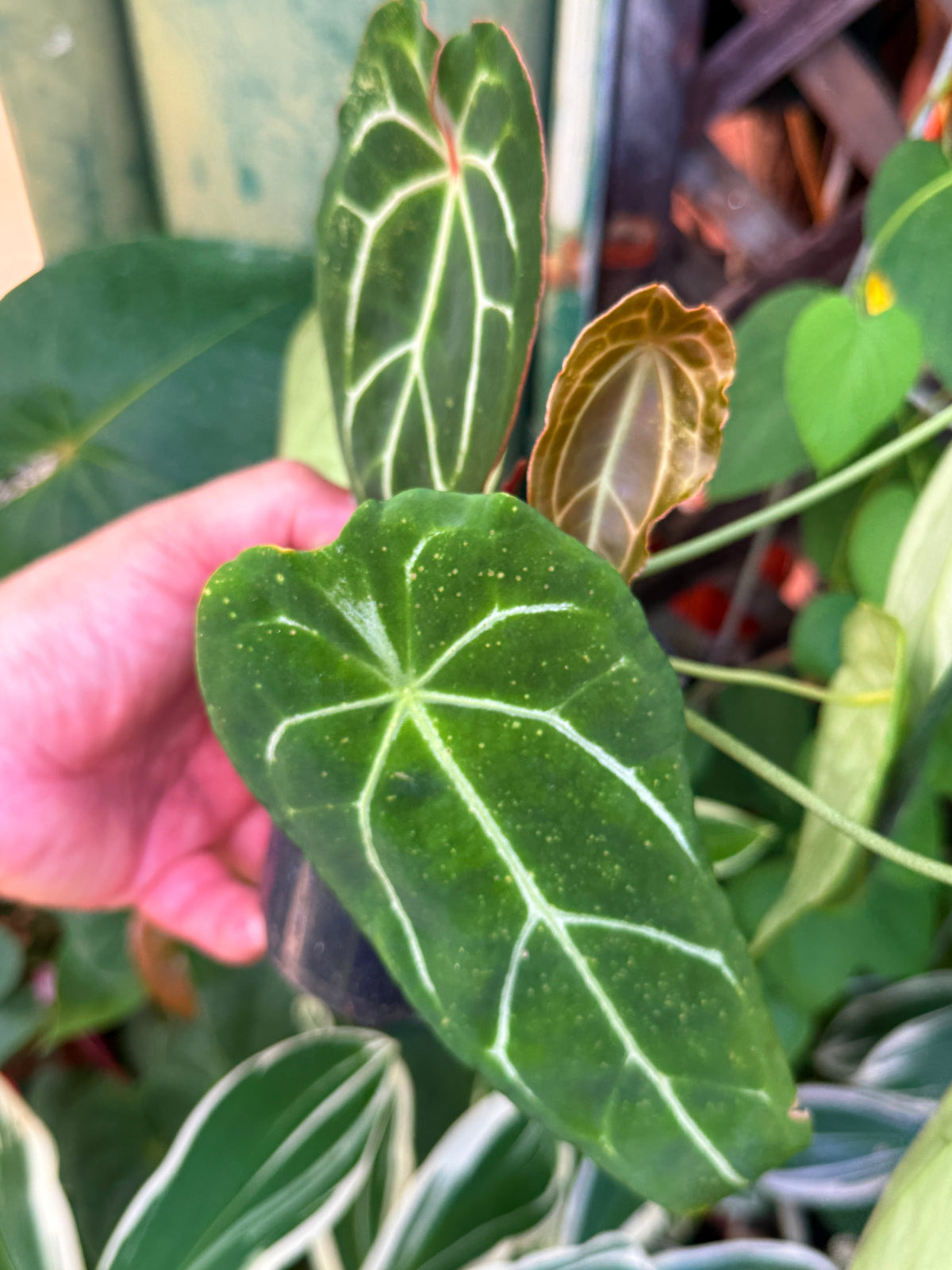Anthurium Hybrid N21