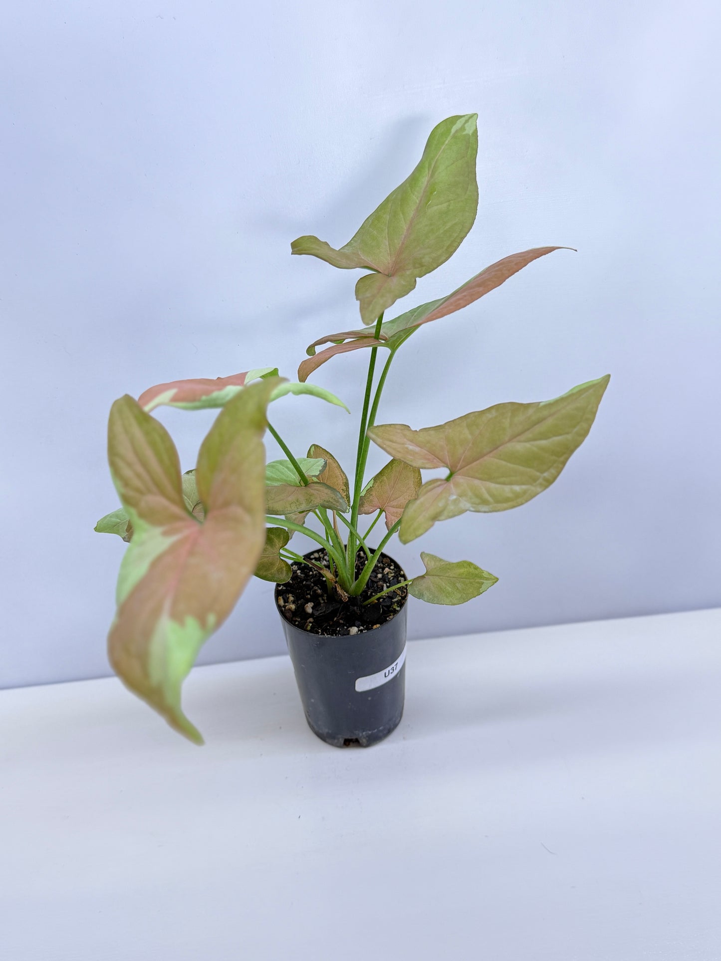 Syngonium 'Strawberry Milk' - Rarely Offered B52