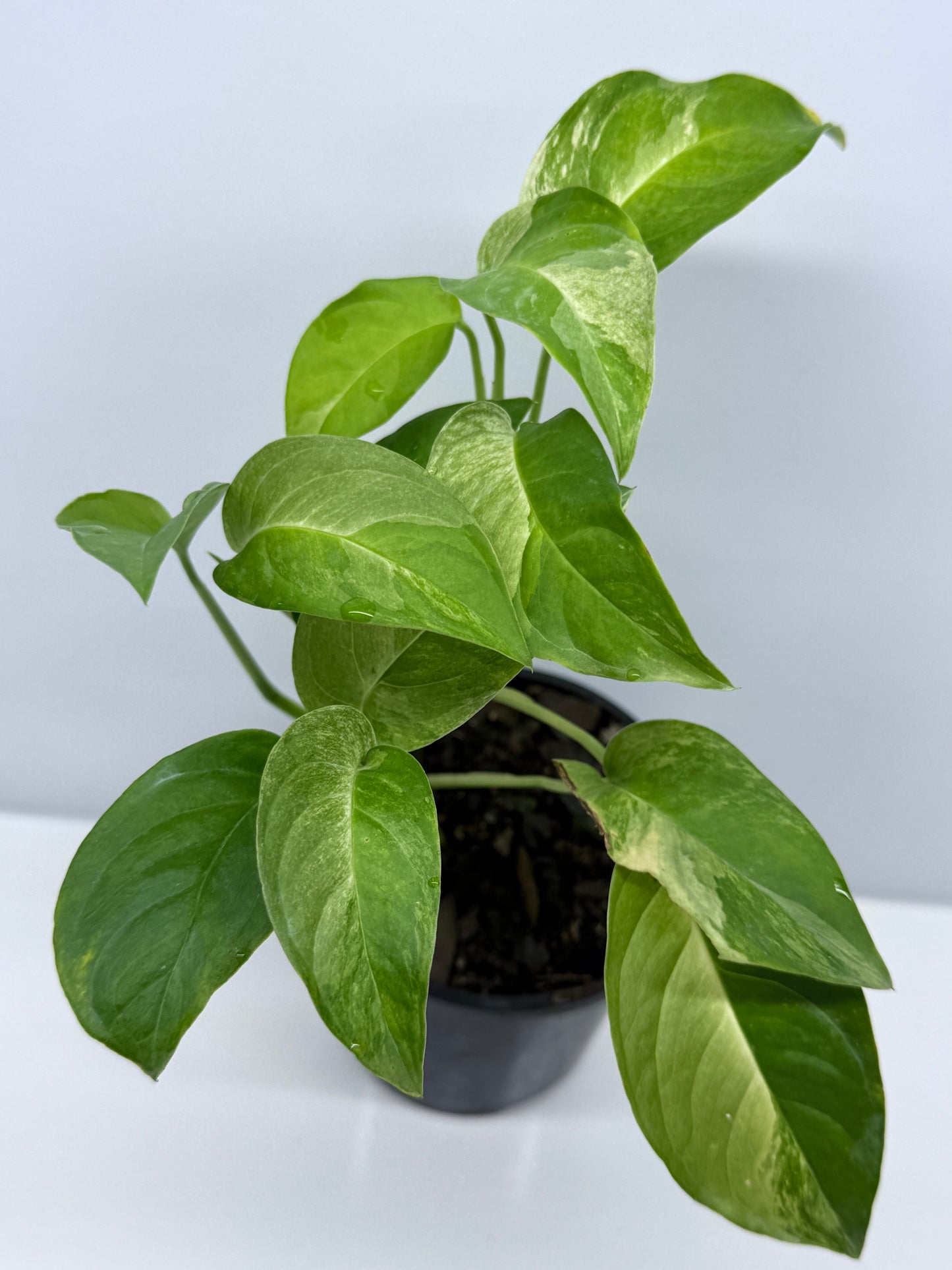 Monstera Laniata Smokey Variegated - Best Pick of the Crop!