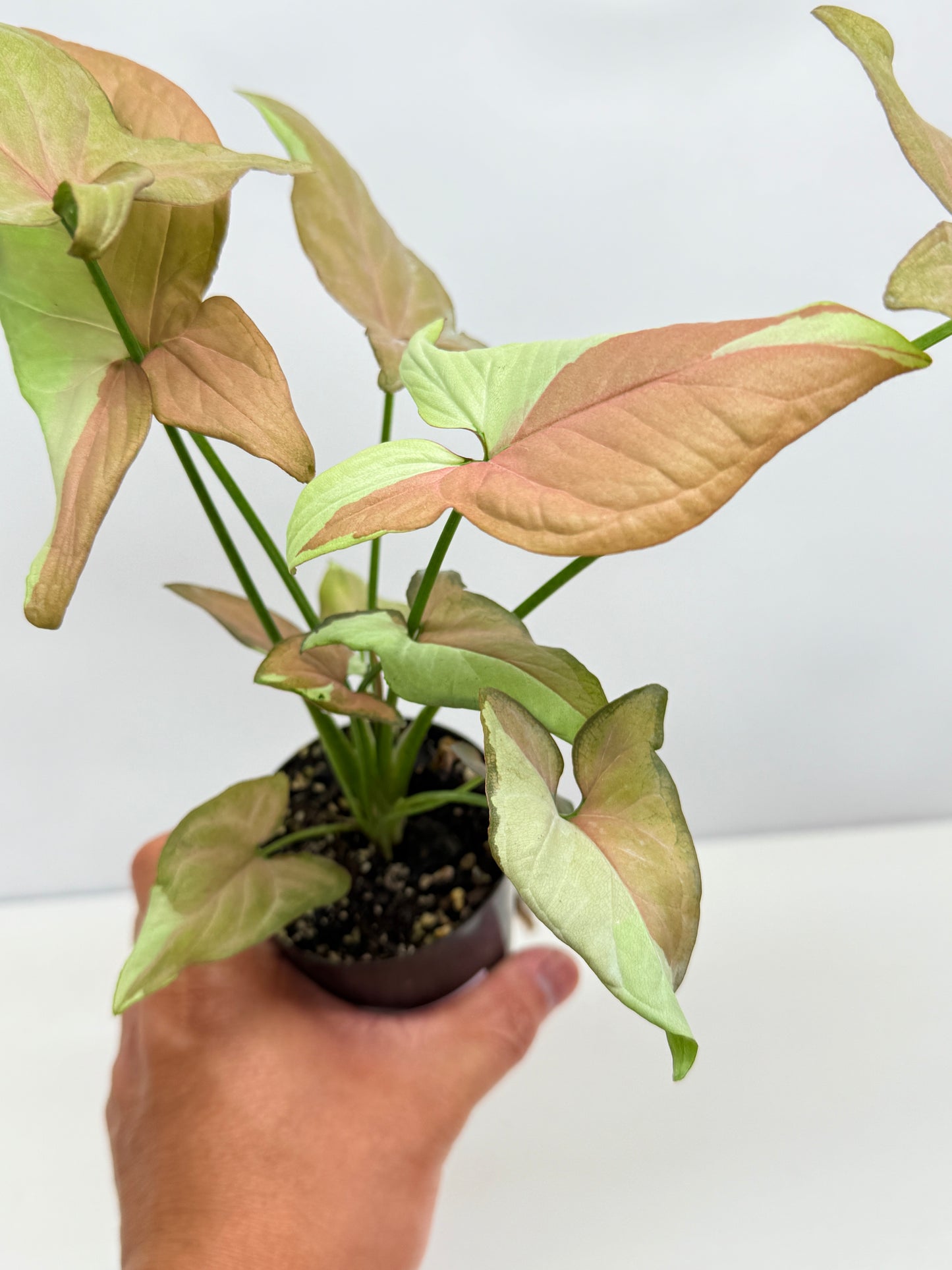 Syngonium 'Strawberry Milk' - Rarely Offered B52