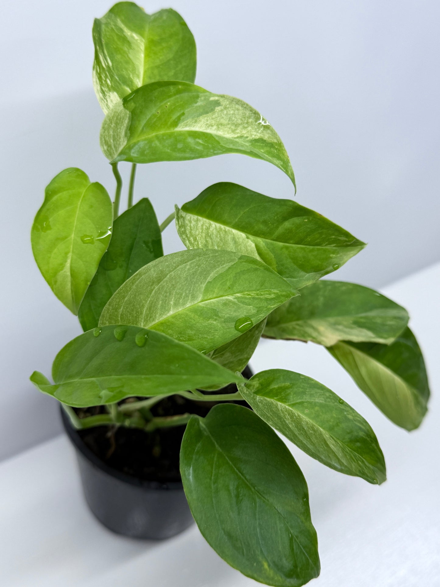 Monstera Laniata Smokey Variegated - Best Pick of the Crop!