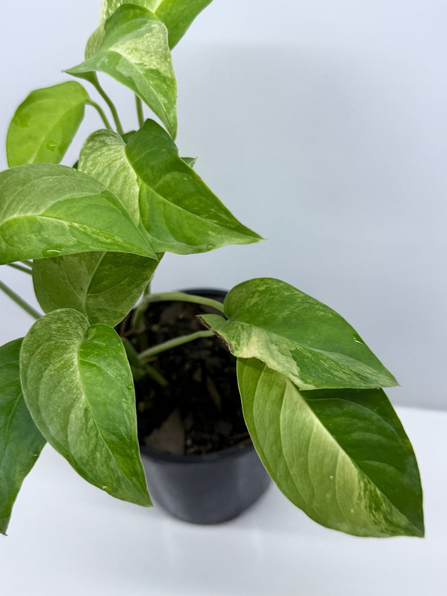 Monstera Laniata Smokey Variegated - Best Pick of the Crop!