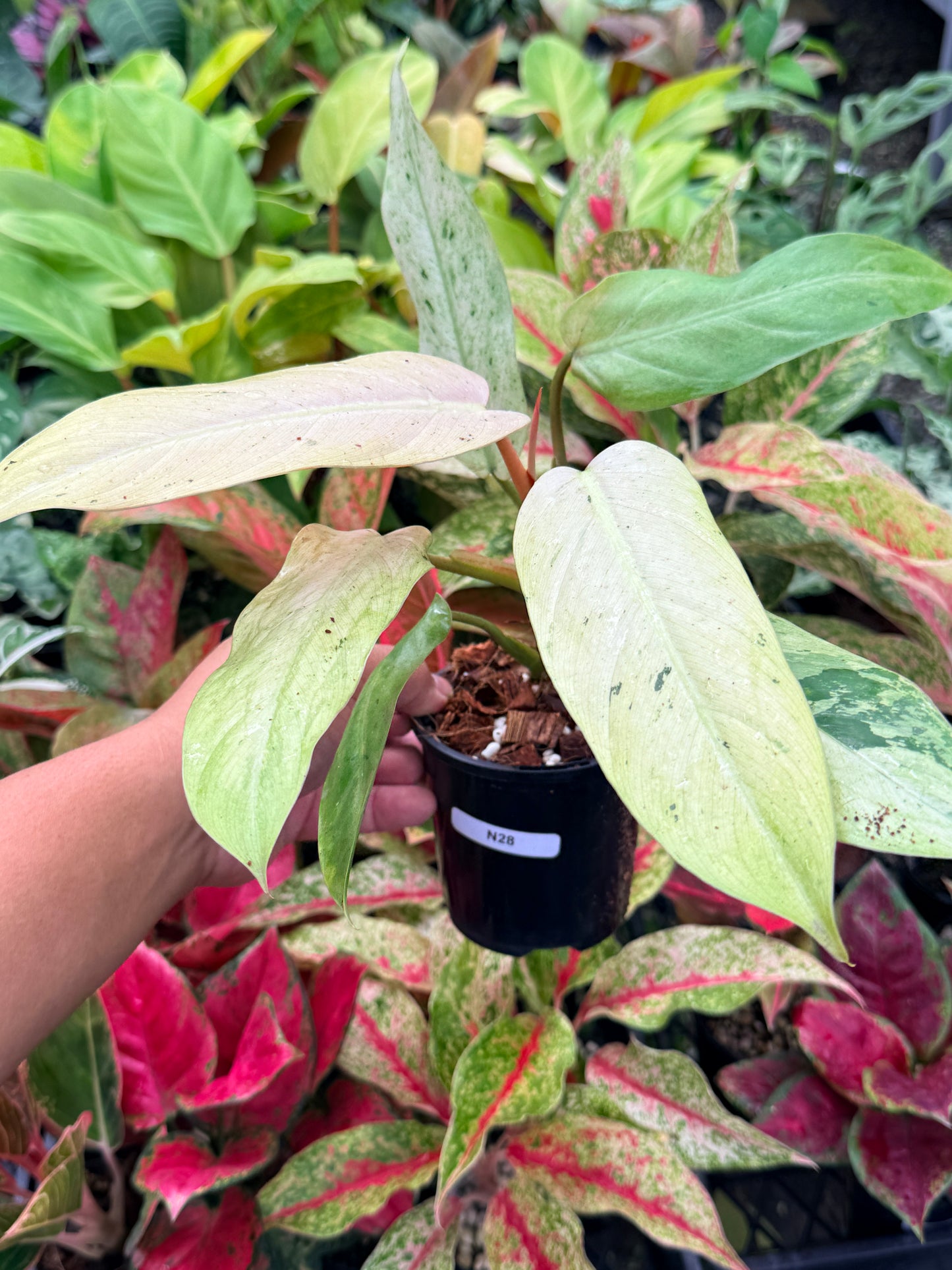Philodendron 'Whipple Way' N28