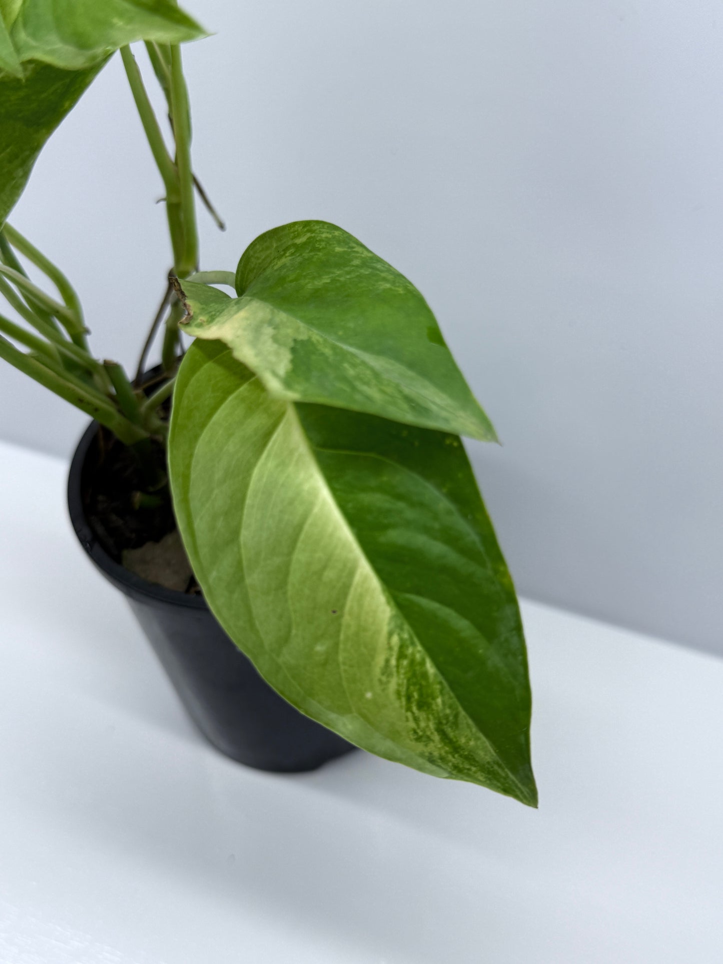 Monstera Laniata Smokey Variegated - Best Pick of the Crop!