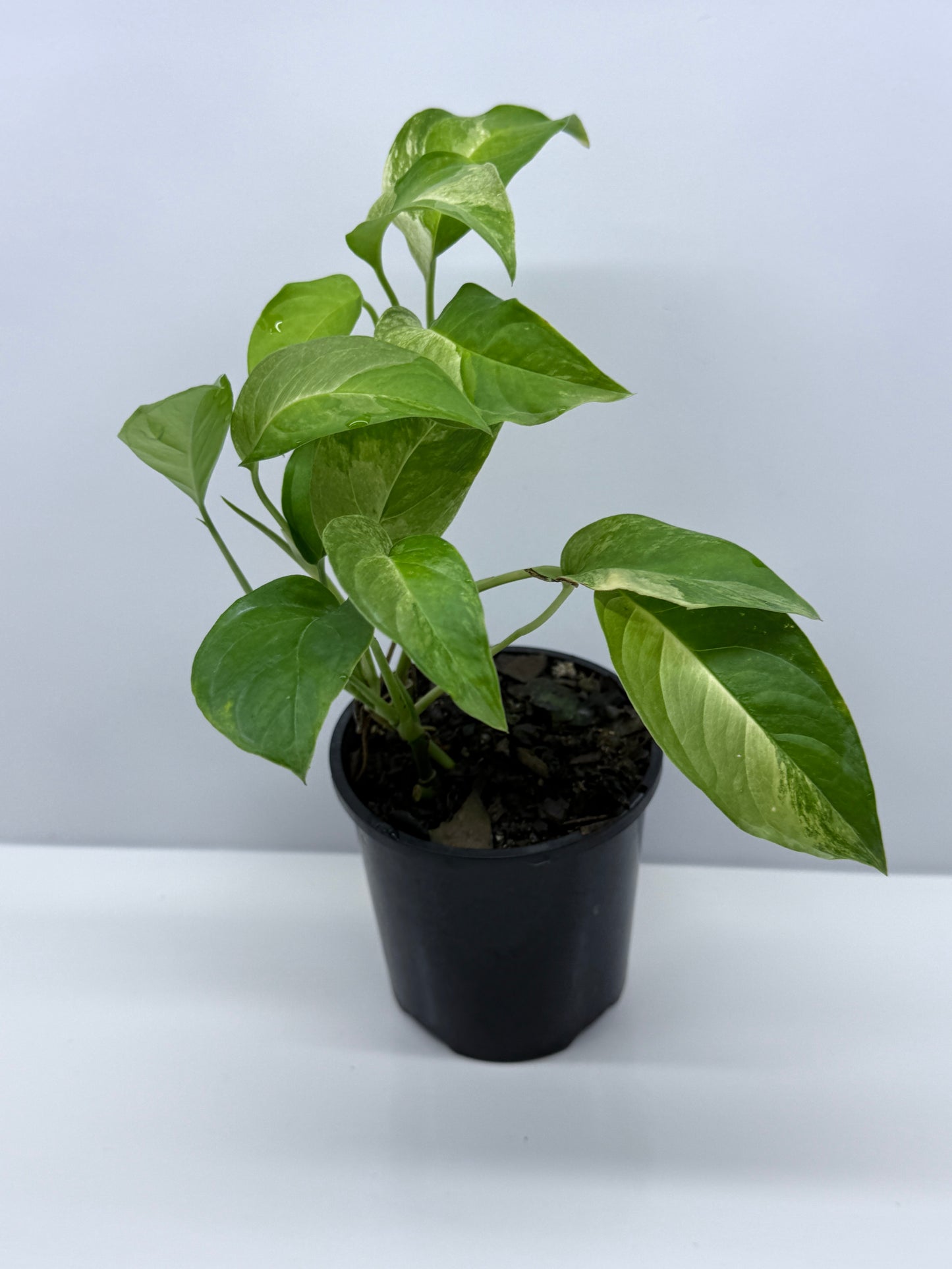 Monstera Laniata Smokey Variegated - Best Pick of the Crop!