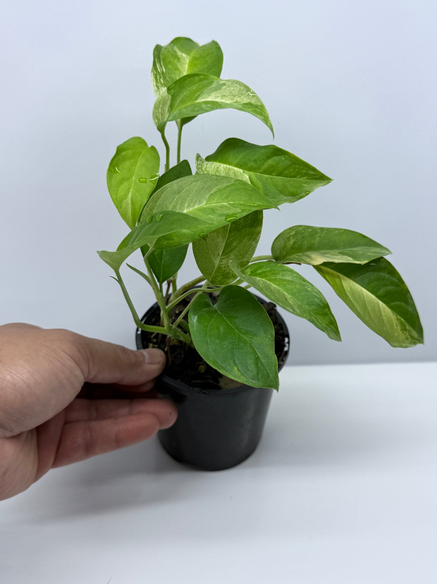 Monstera Laniata Smokey Variegated - Best Pick of the Crop!