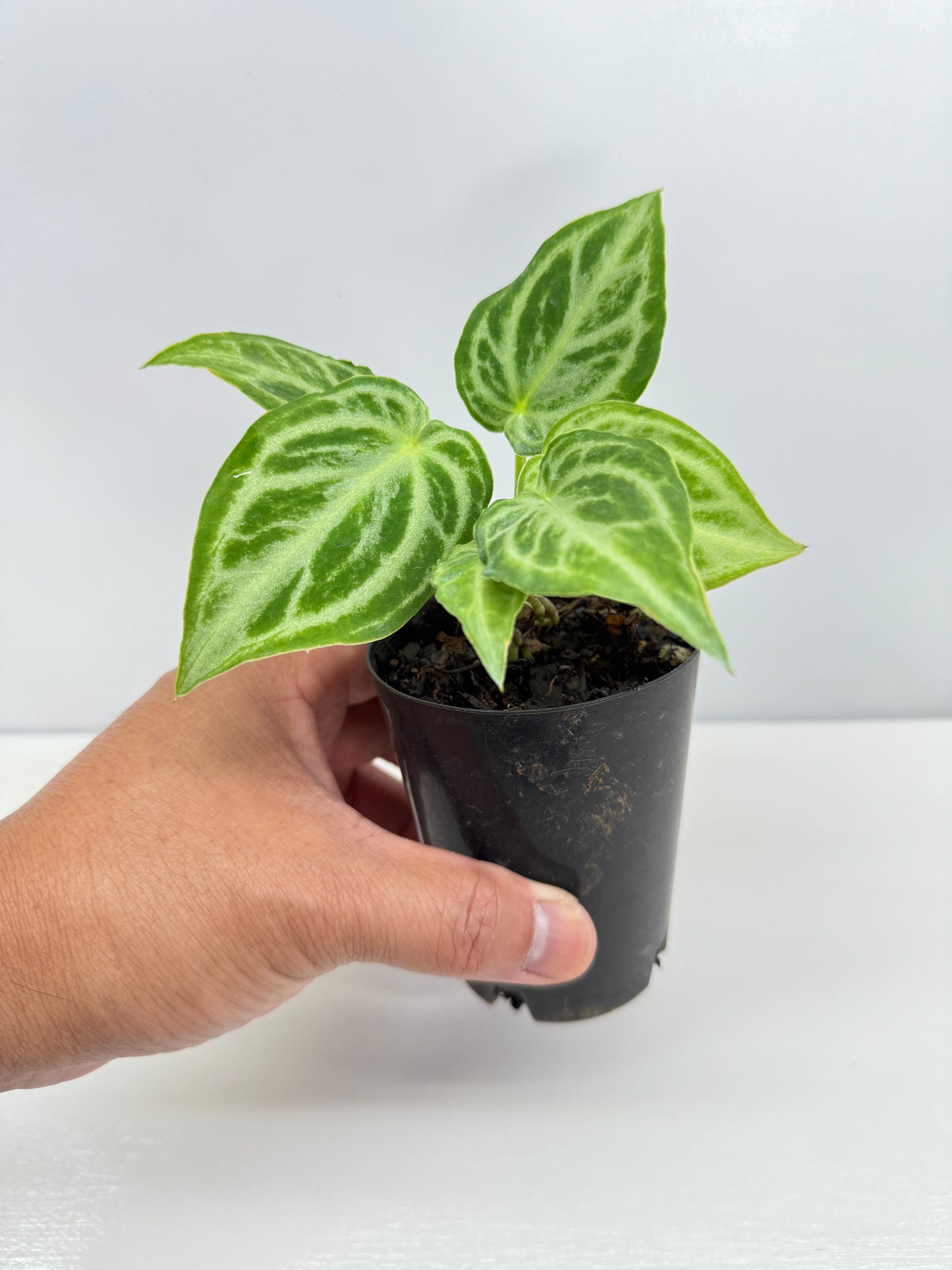 Anthurium crystallinium 'Dorayaki Hybrid Mini' - Best Pick of the Crop!