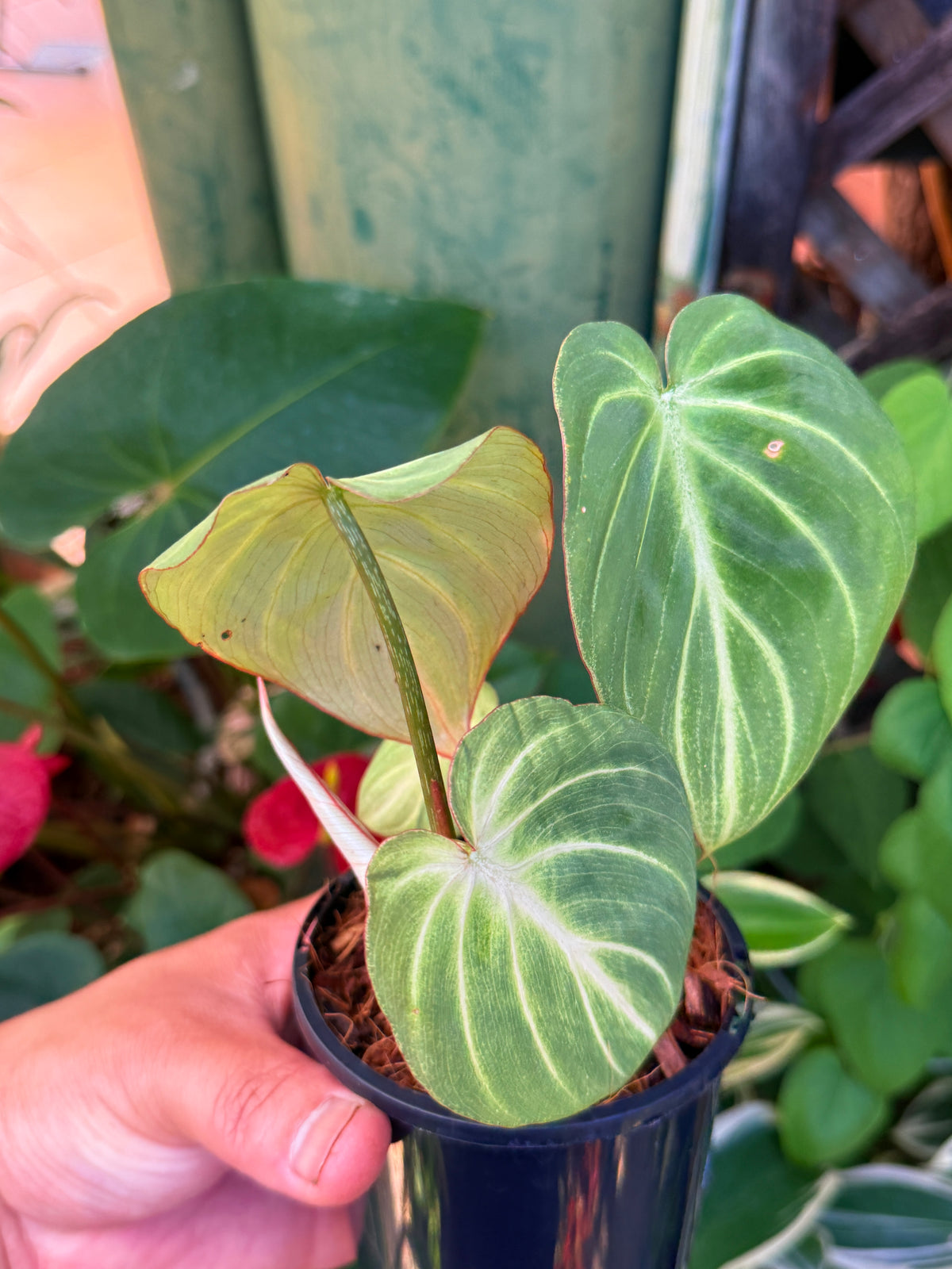 Philodendron 'Tinkle Belle' T25