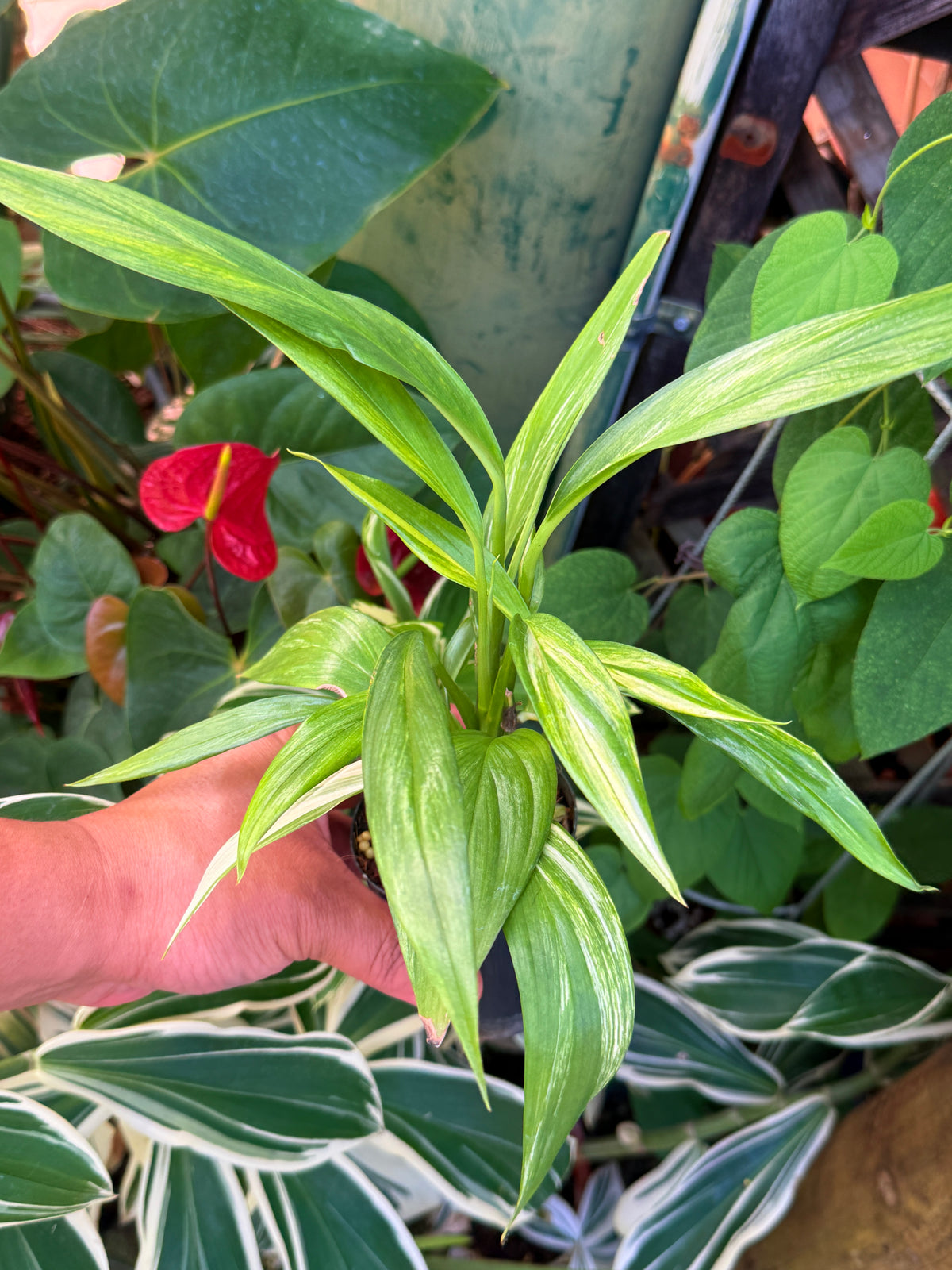 Epipremnum amplissimum Variegata W38