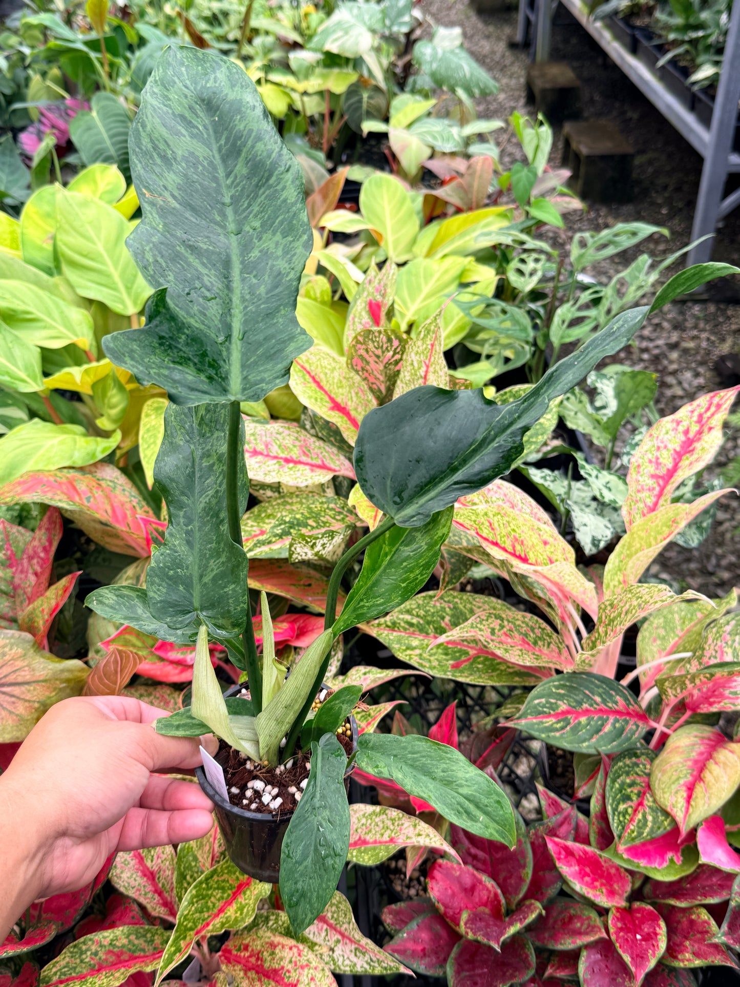 Philodendron minarum 'Lime Fiddle' N29