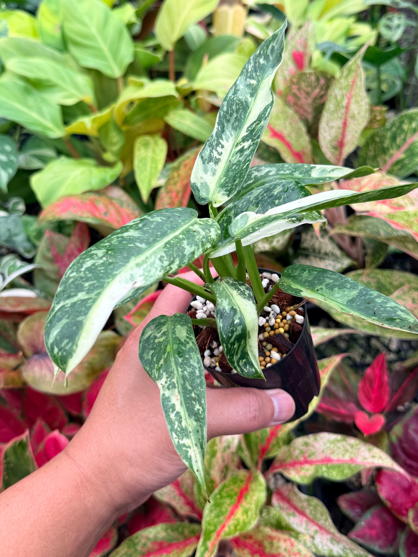 Philodendron 'Jose Buono Variegated' N30